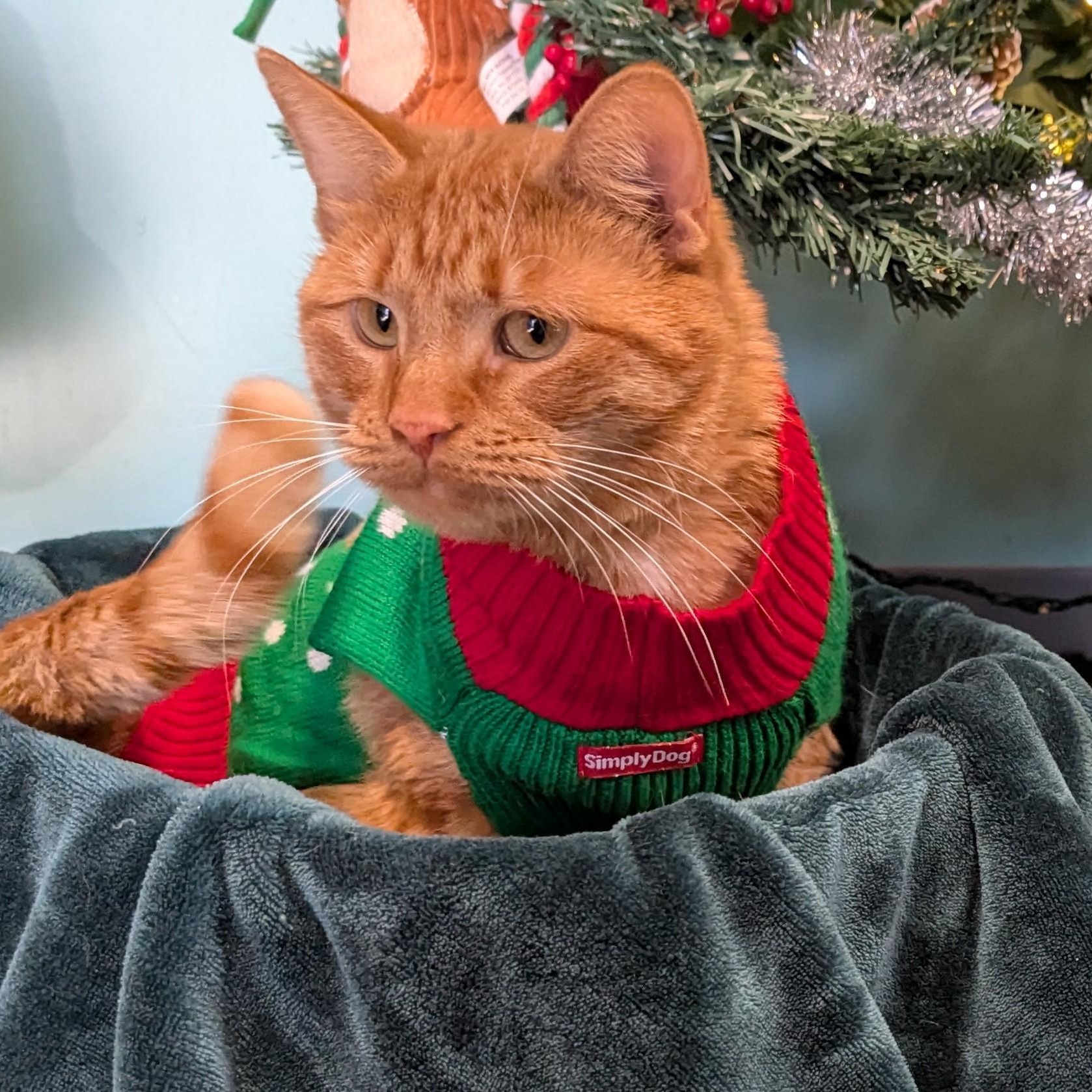 Enlarge Cheetos, a ADOPTABLE Domestic Short Hair in Lowell, AR image 5/5