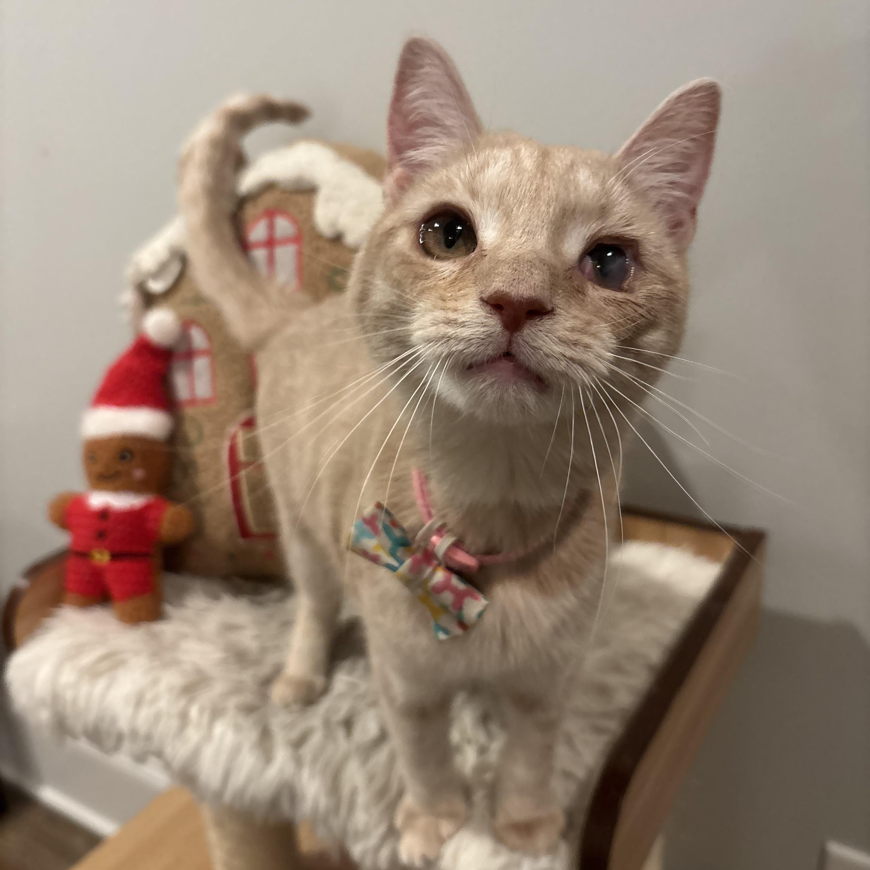 Tallulah, ADOPTABLE, Kitten Female Domestic Short Hair.