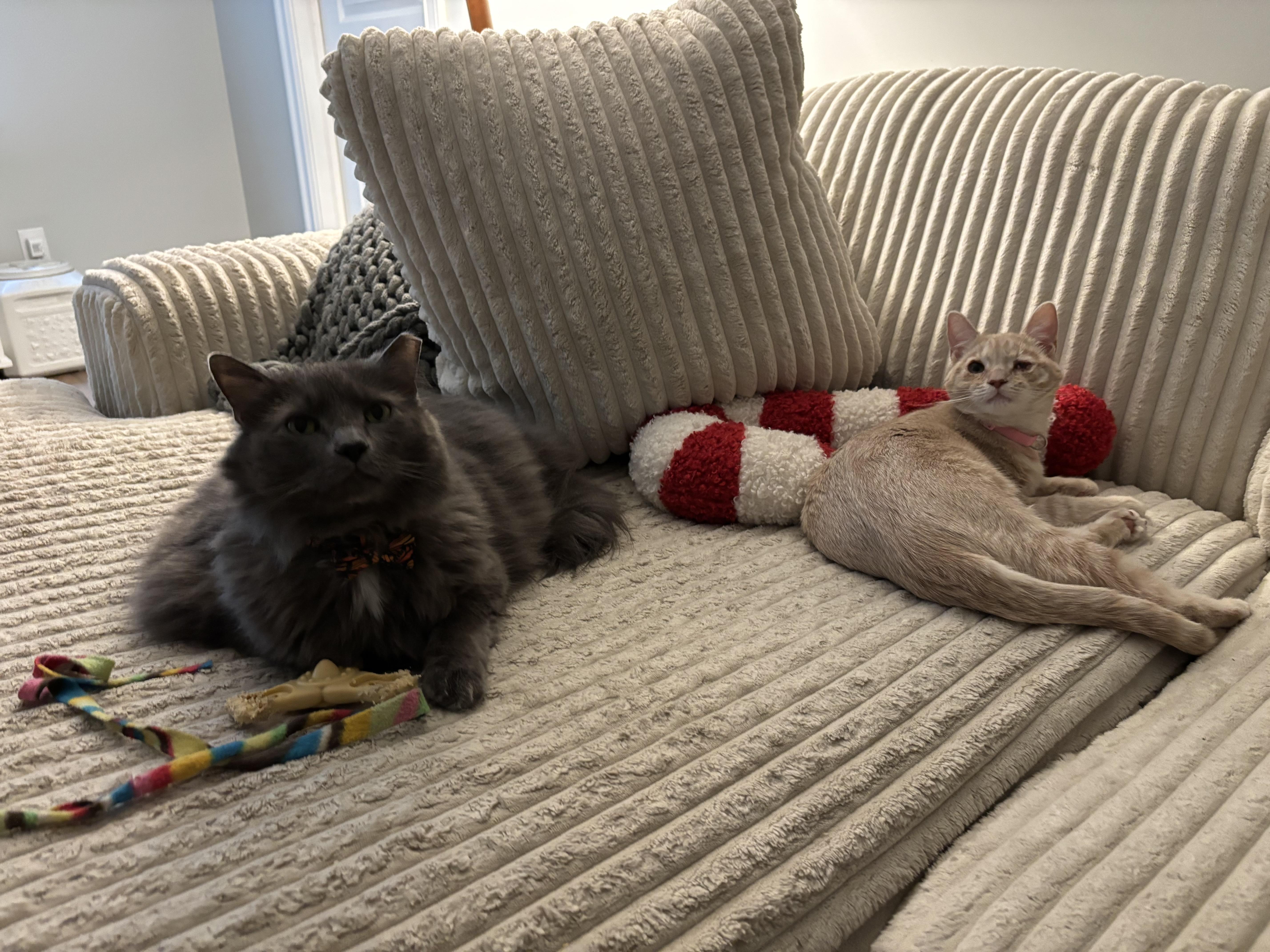 Tallulah thumbnail 3