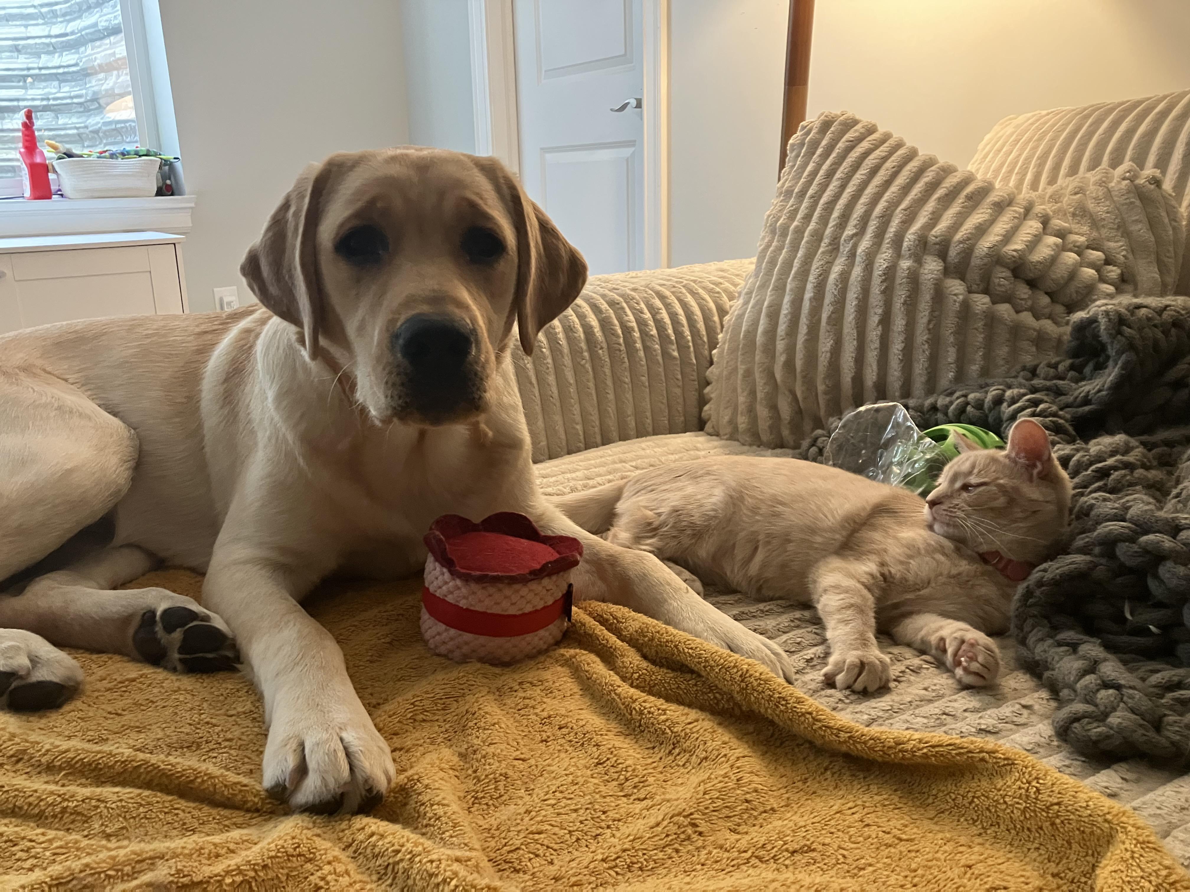 Tallulah thumbnail 4