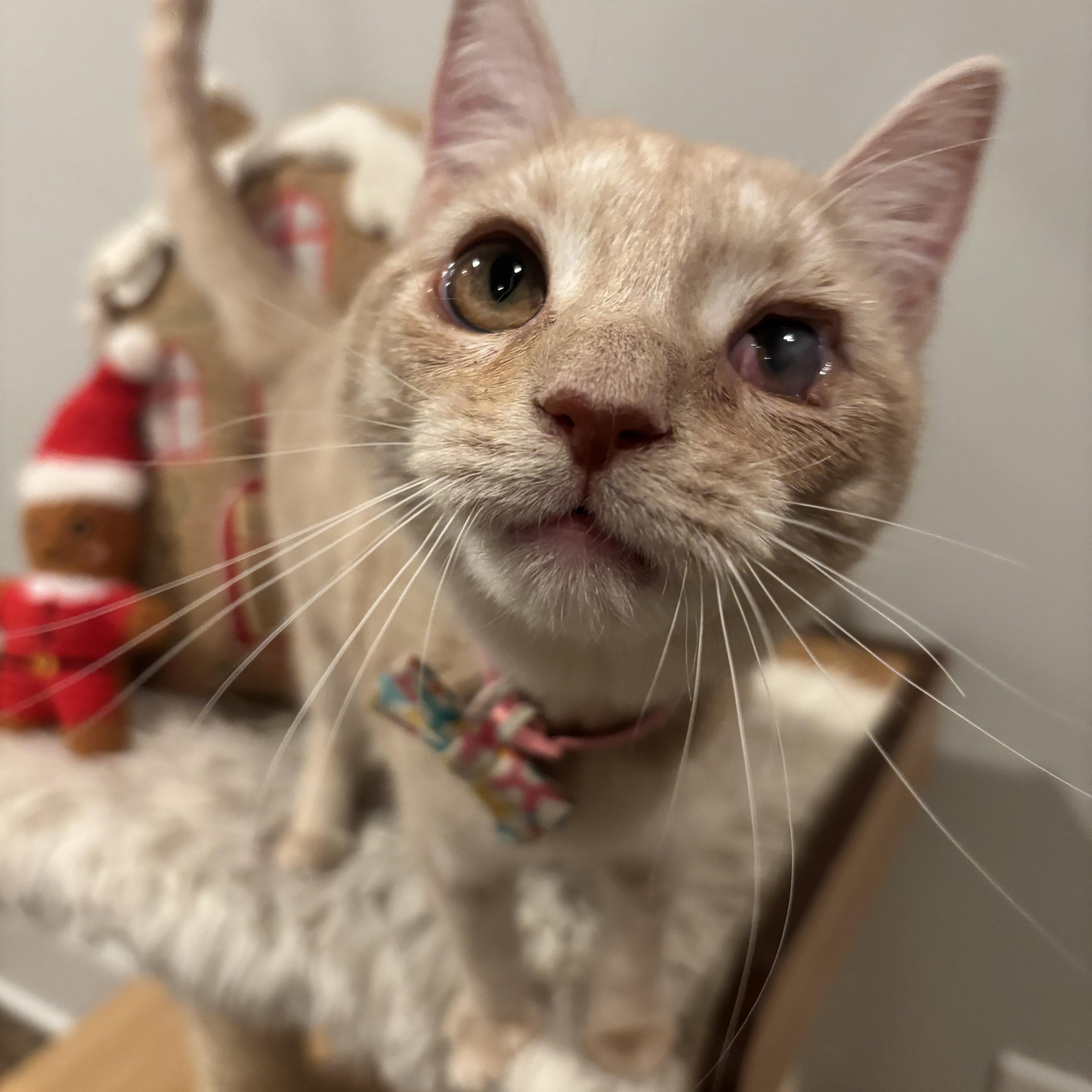 Tallulah, a ADOPTABLE Domestic Short Hair in Columbus, OH image 3/6