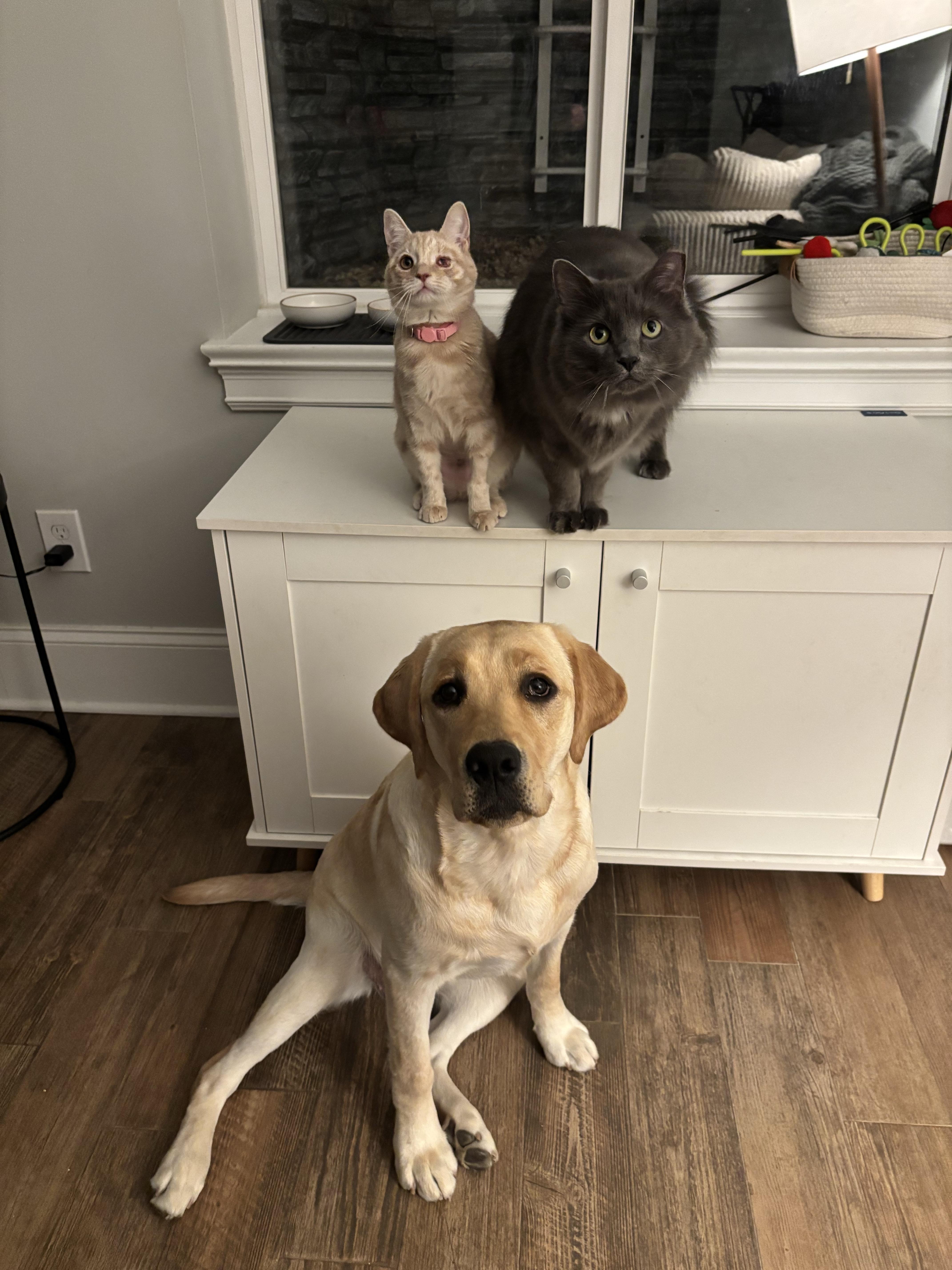 Tallulah thumbnail 5