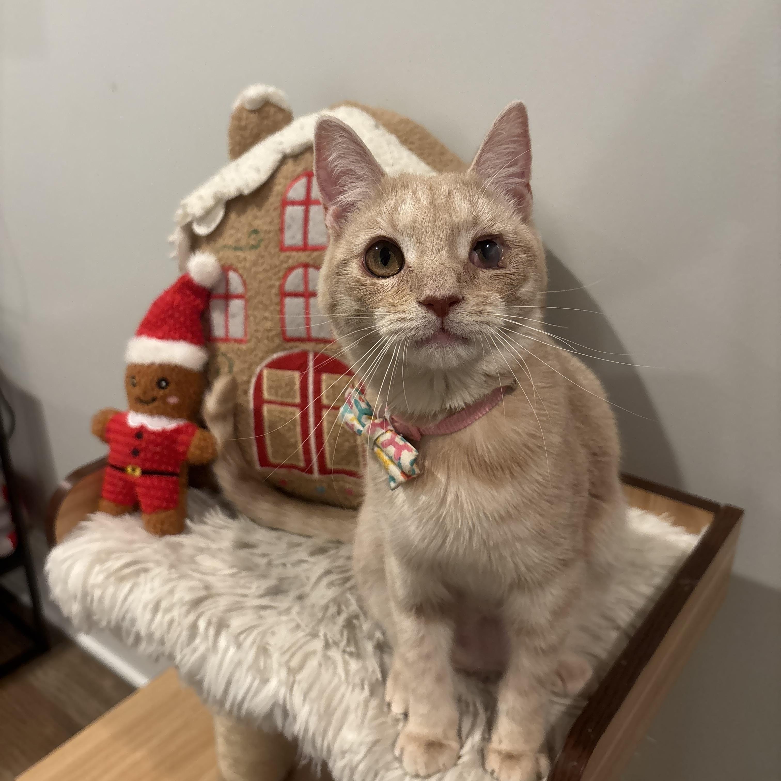 Tallulah, a ADOPTABLE Domestic Short Hair in Columbus, OH image 4/6