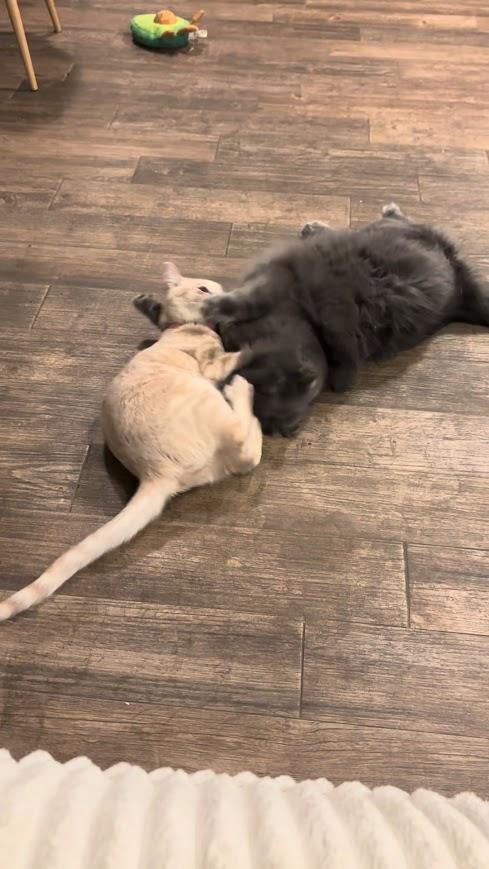 Tallulah thumbnail 6