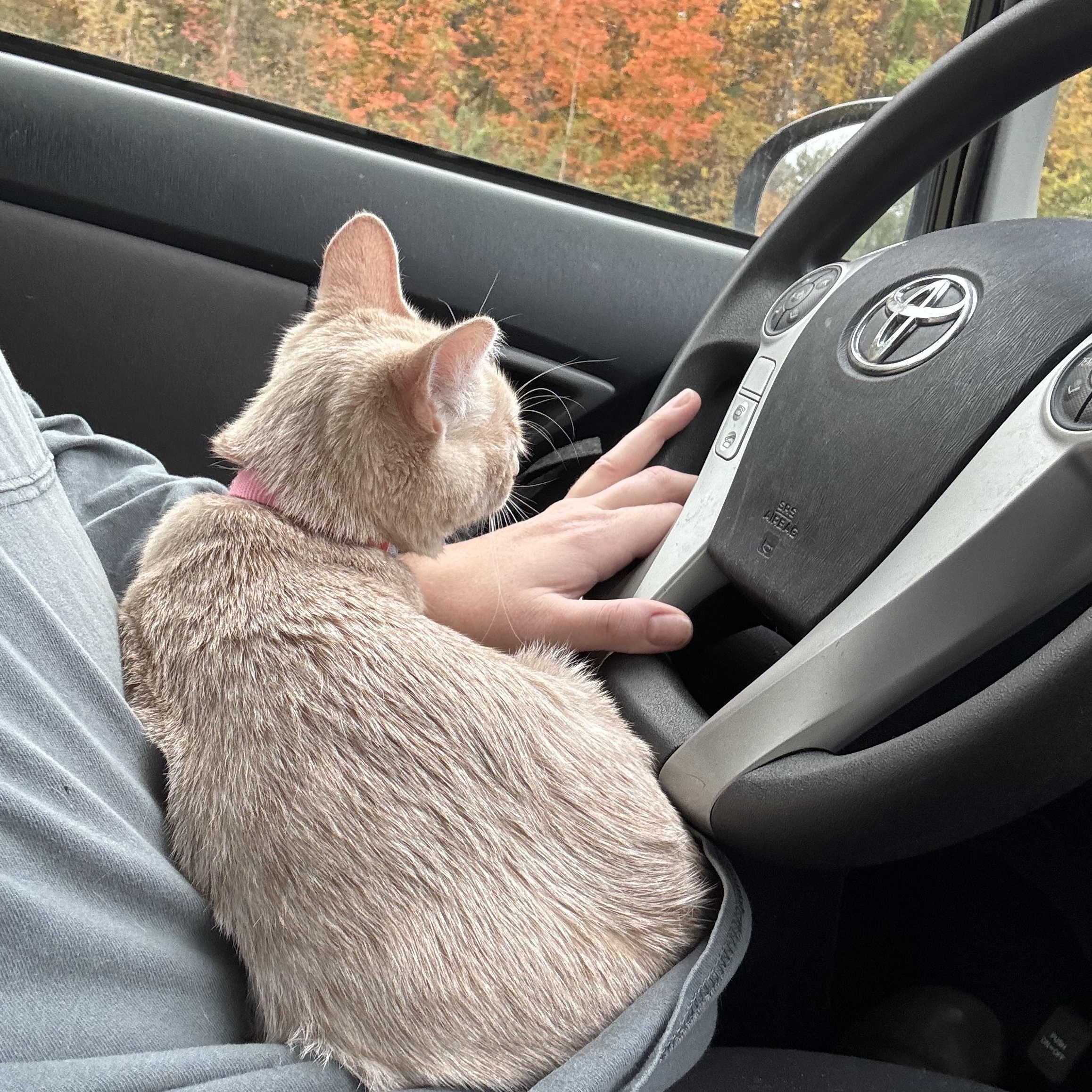 Tallulah thumbnail 7