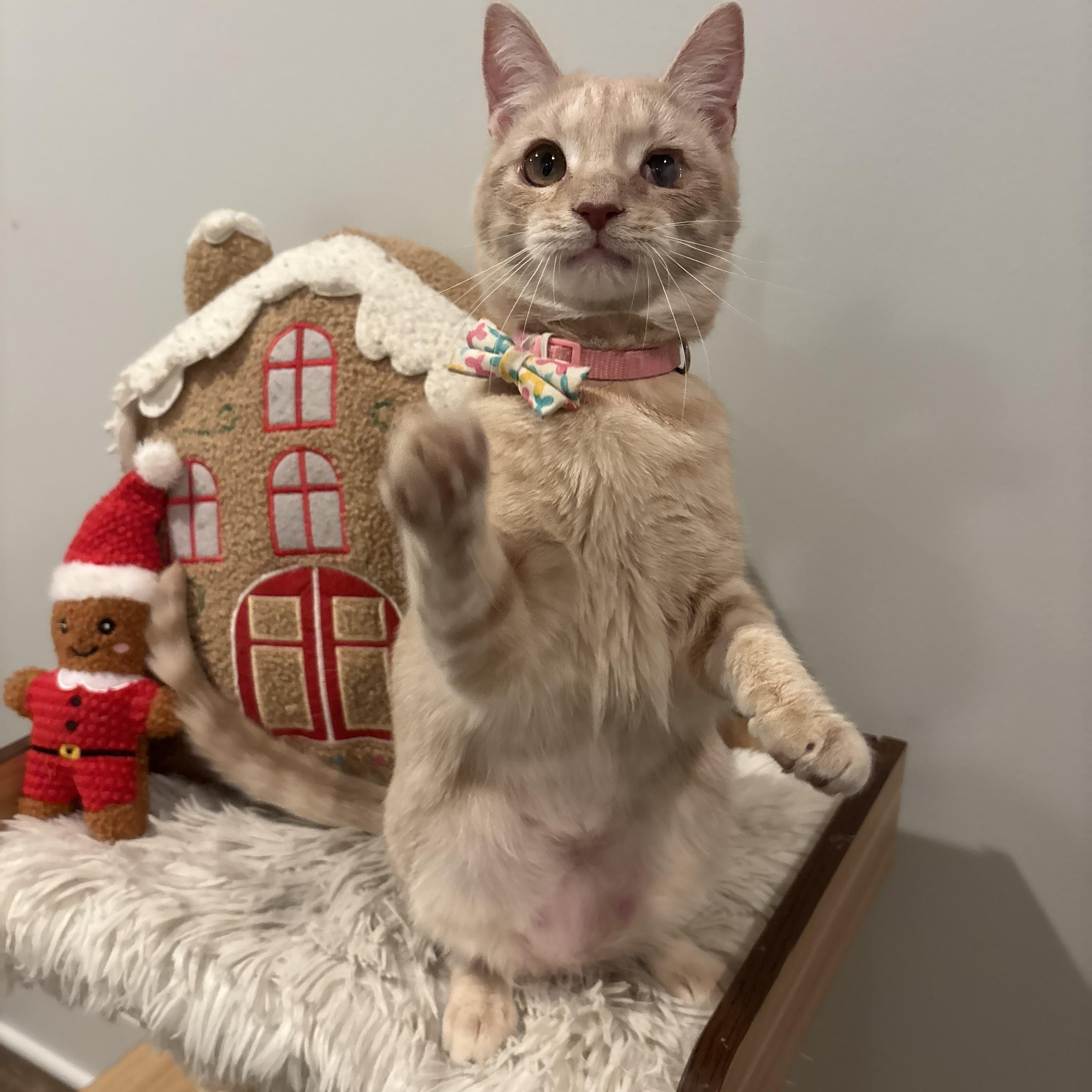 Tallulah, a ADOPTABLE Domestic Short Hair in Columbus, OH image 6/6