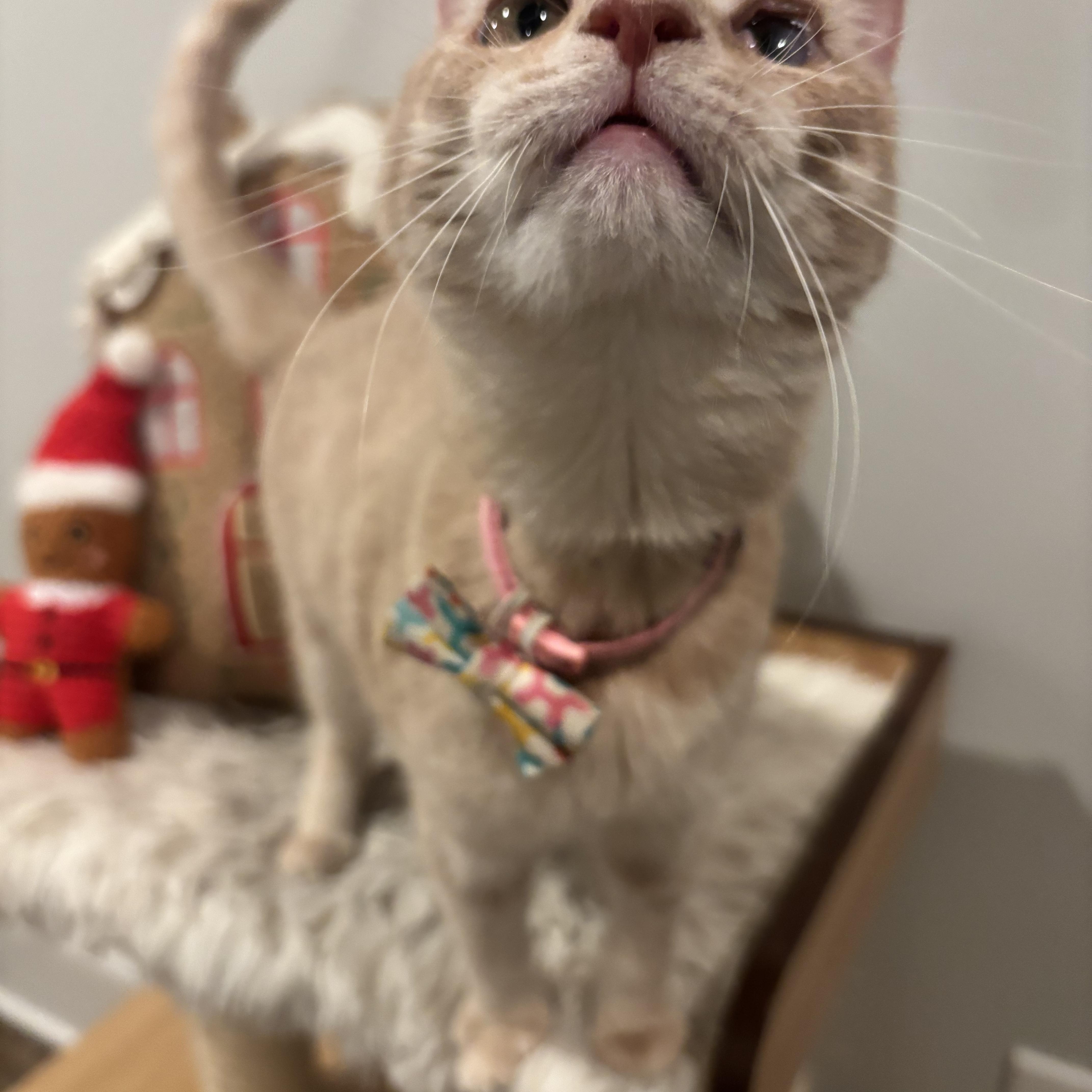 Tallulah, a ADOPTABLE Domestic Short Hair in Columbus, OH image 5/6