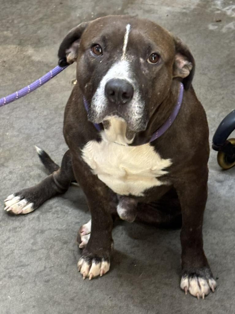 Enlarge Wilbur, a Adoptable Pit Bull Terrier in Swainsboro, GA image 1/1