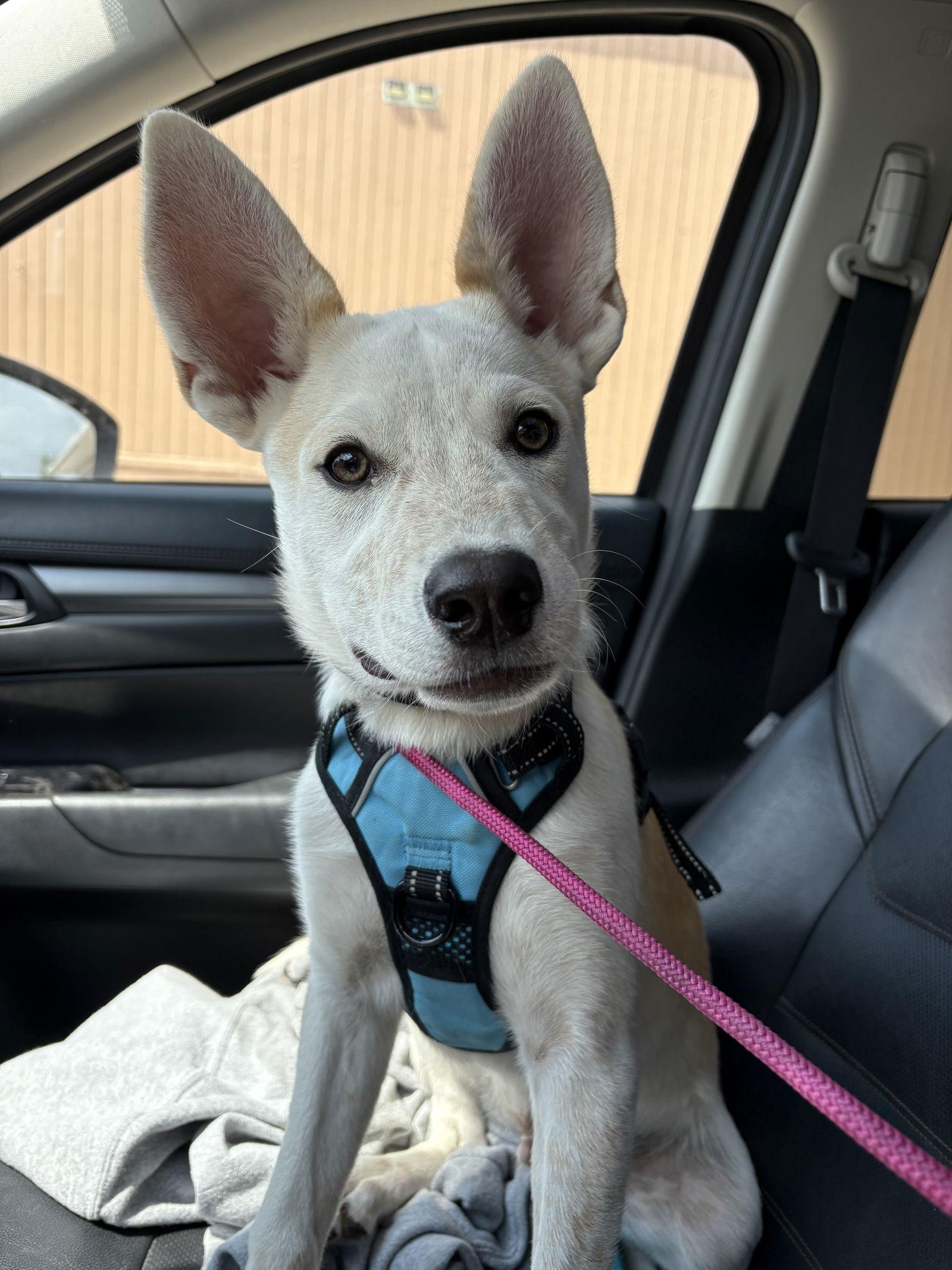 Yeti, Adoptable, Young Male Australian Cattle Dog / Blue Heeler.