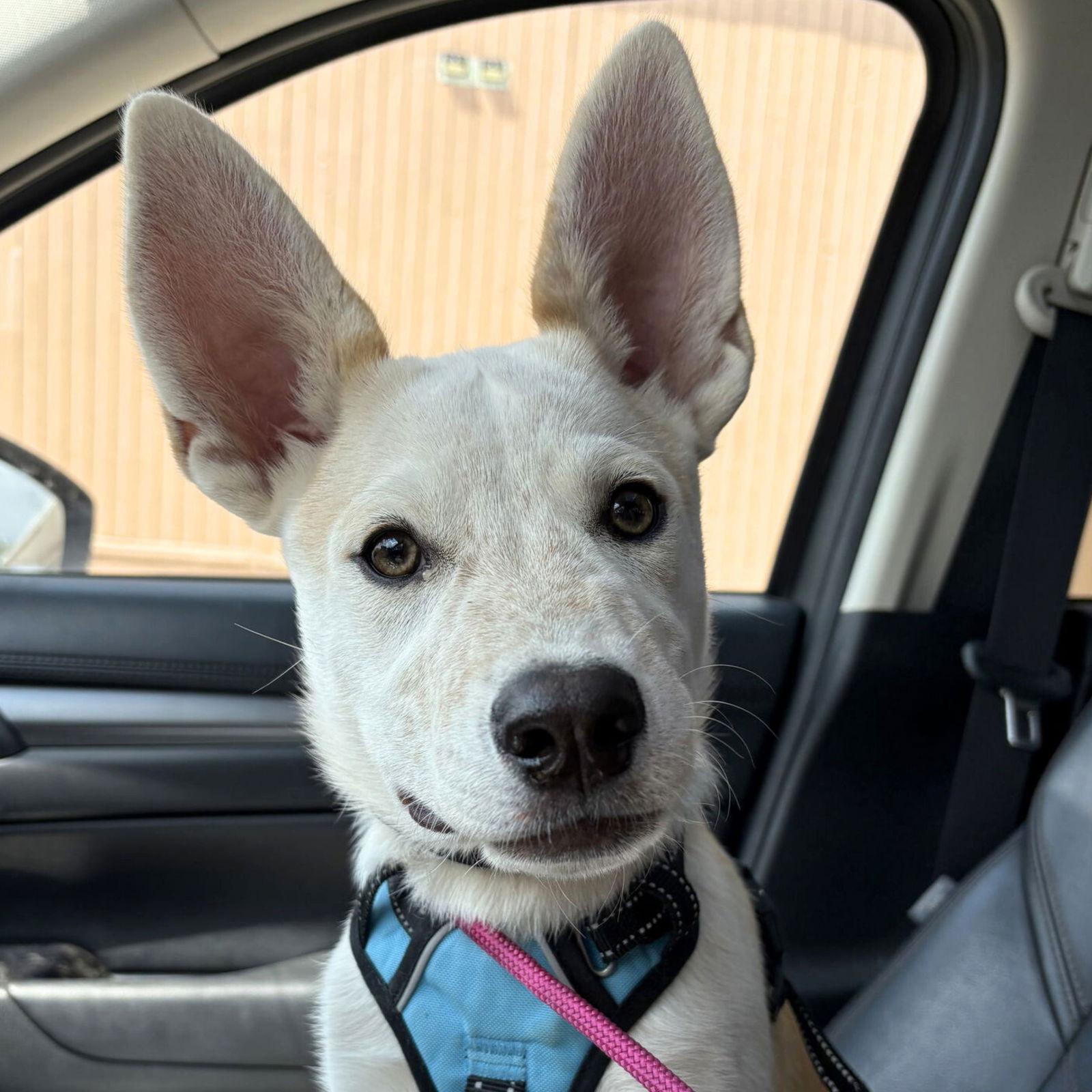 Yeti, a Adoptable Australian Cattle Dog / Blue Heeler in Laramie, WY image 2/2