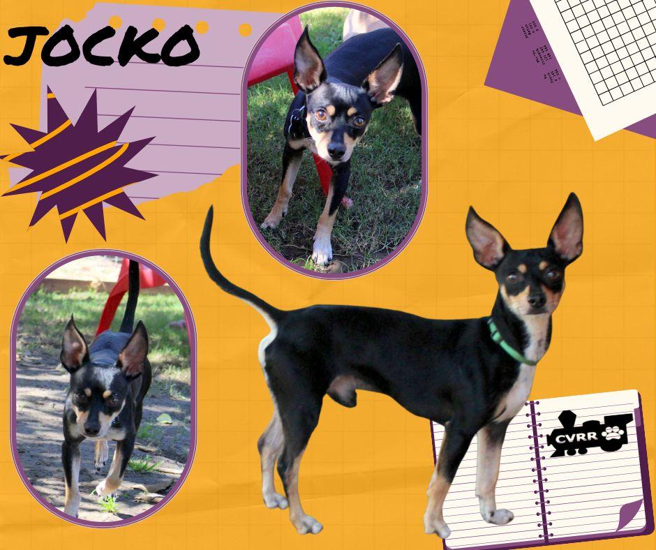 Enlarge Jocko, a Adoptable Manchester Terrier in LINDSAY, CA image 1/1