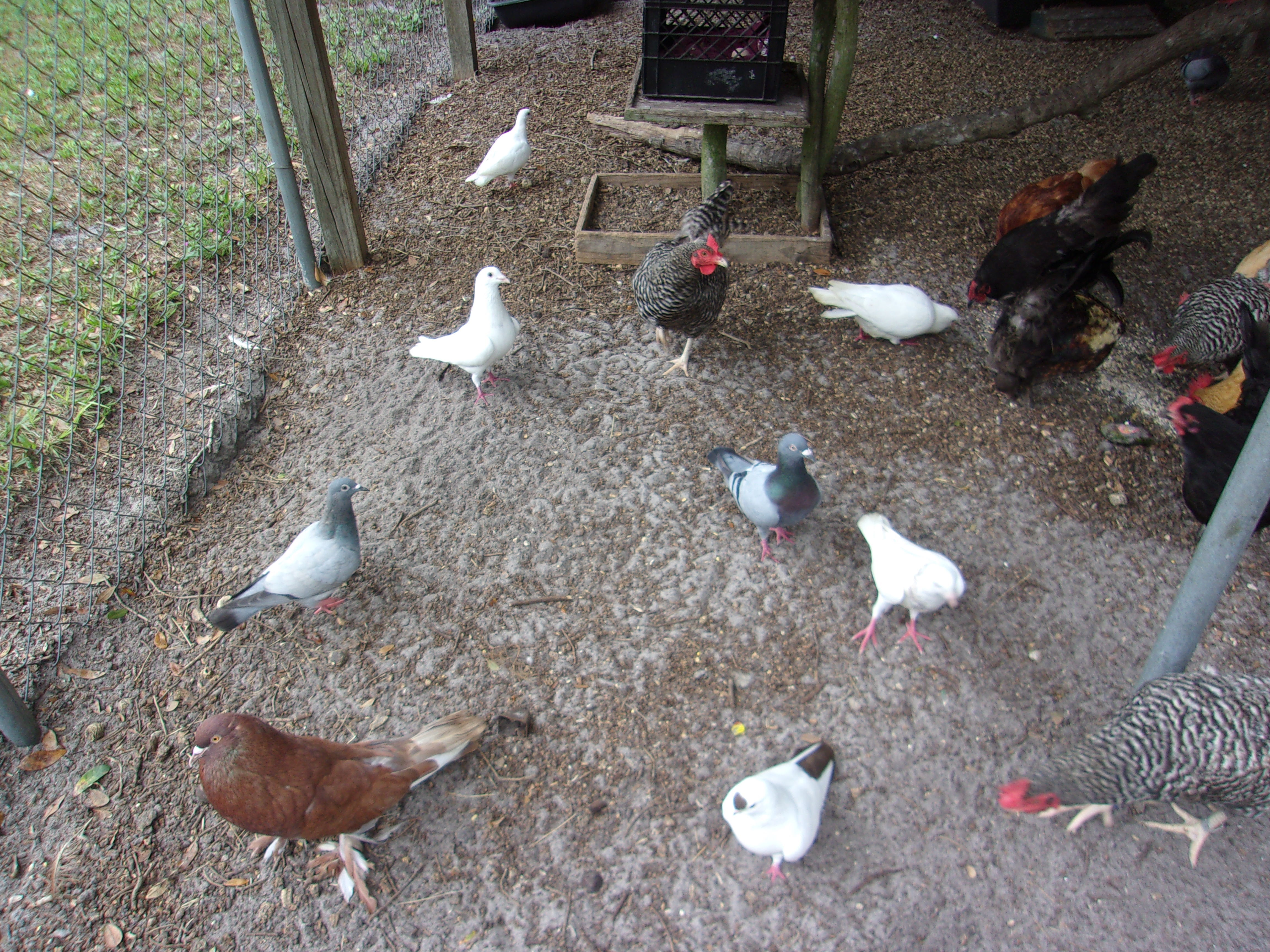 Pigeons & Doves, Adult Unknown unknown