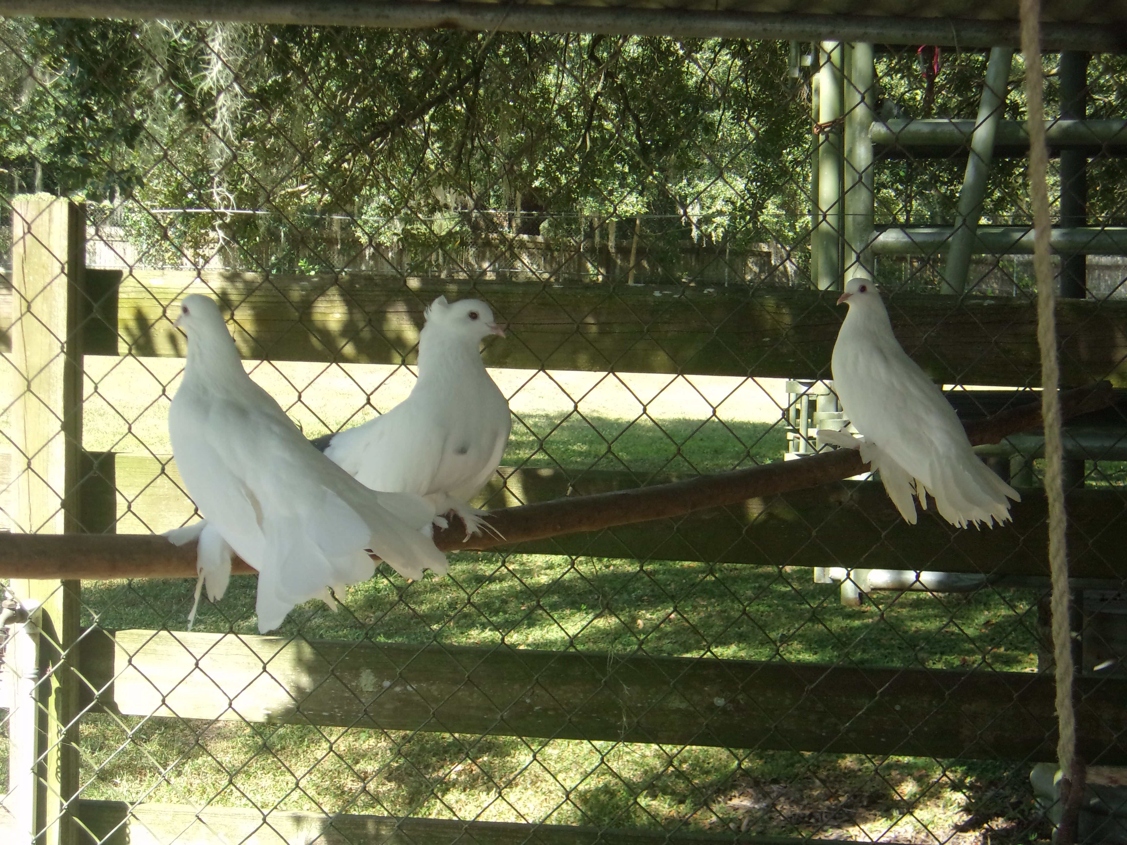Pigeons & Doves photo 2
