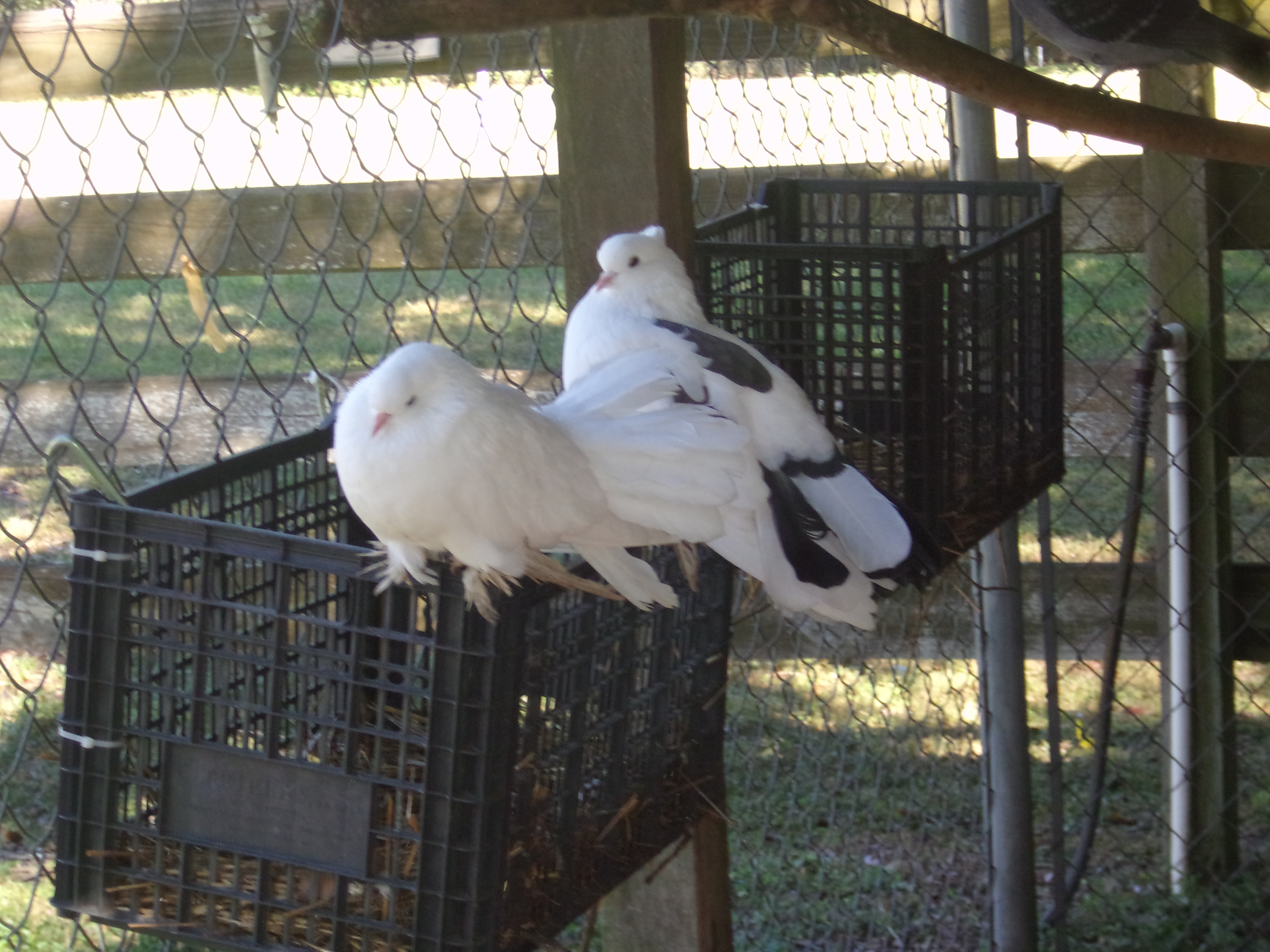 Pigeons & Doves photo 3