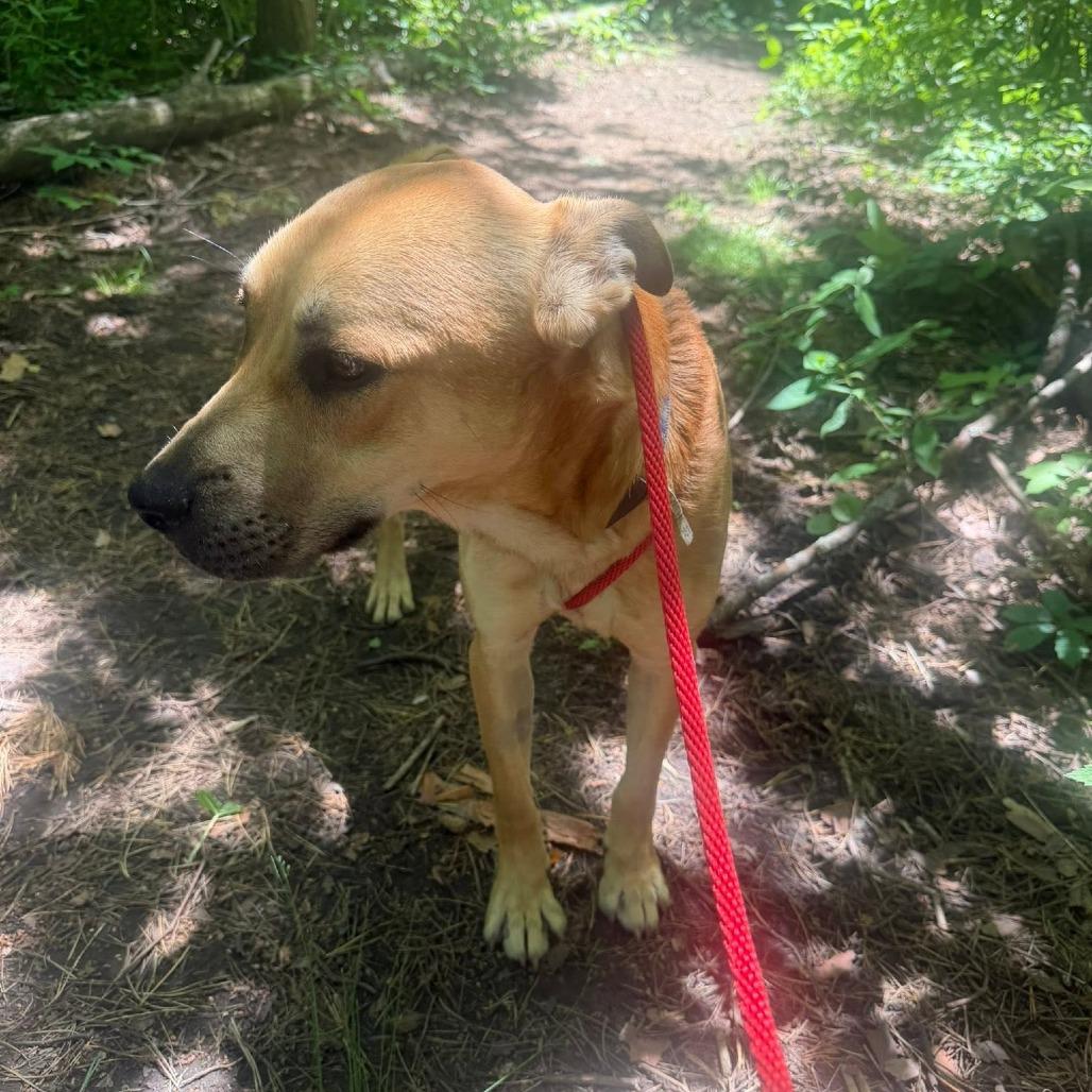 Wally, a Adoptable Mixed Breed in Grand Rapids, MI image 1/6