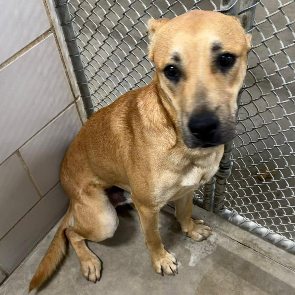 Wally, a Adoptable Mixed Breed in Grand Rapids, MI image 2/6