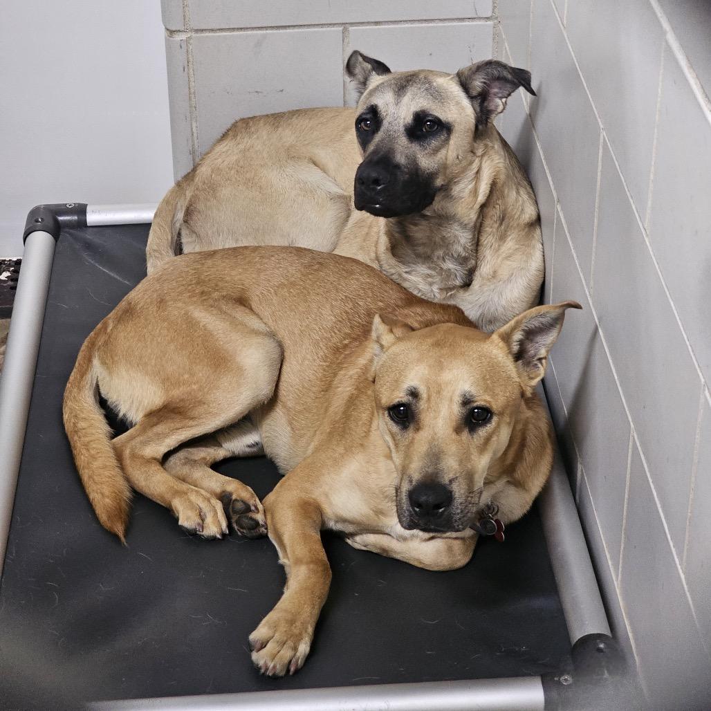 Wally, a Adoptable Mixed Breed in Grand Rapids, MI image 3/6