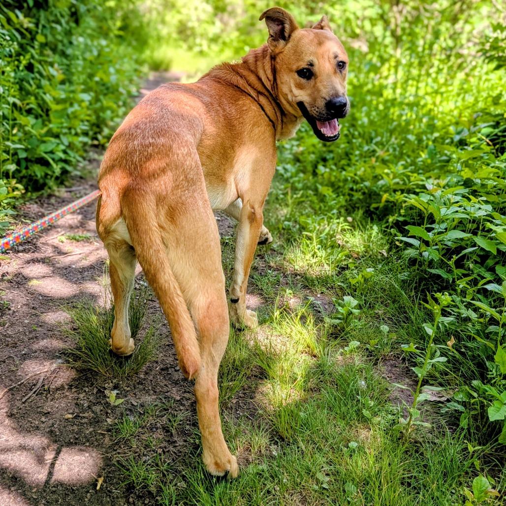 Wally, a Adoptable Mixed Breed in Grand Rapids, MI image 5/6