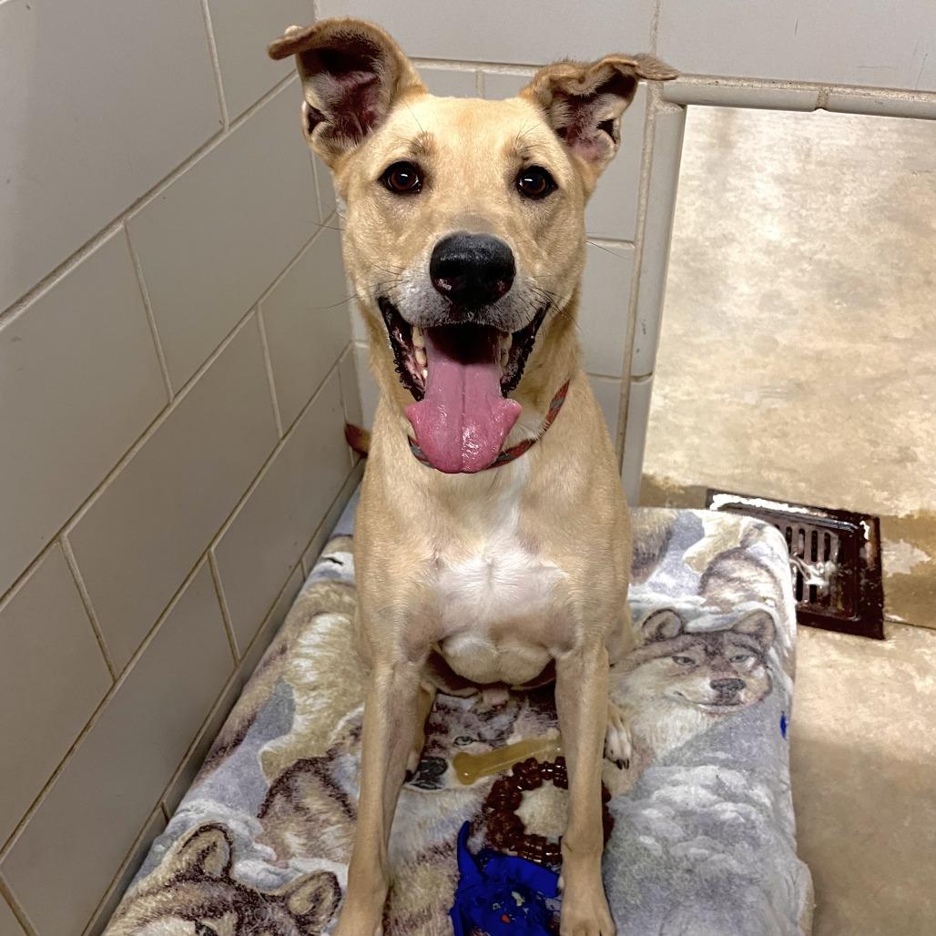 Wally, a Adoptable Mixed Breed in Grand Rapids, MI image 6/6
