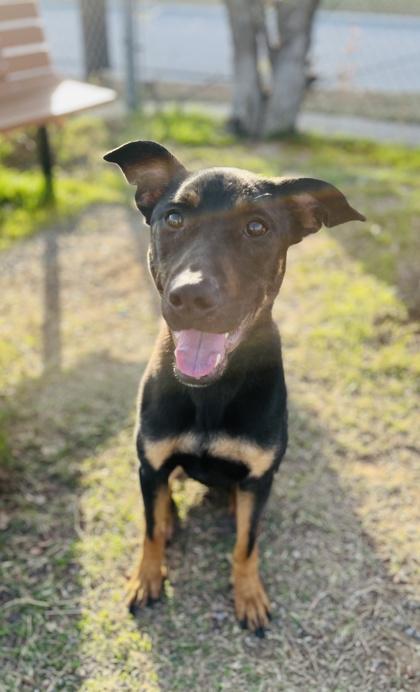 Enlarge Zane, a Adoptable mixed breed in Fort Worth, TX image 1/3