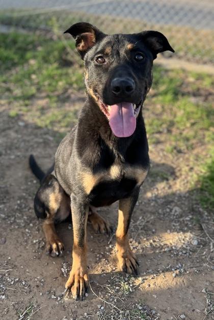 Enlarge Zane, a Adoptable mixed breed in Fort Worth, TX image 2/3