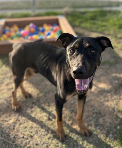 Enlarge Zane, a Adoptable mixed breed in Fort Worth, TX image 3/3