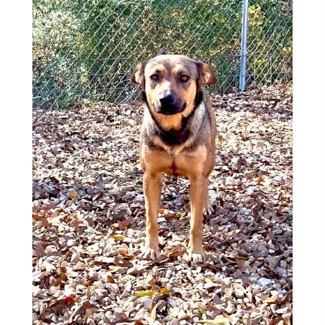 Enlarge Sophia, a ADOPTABLE mixed breed in Westport, MA image 1/2