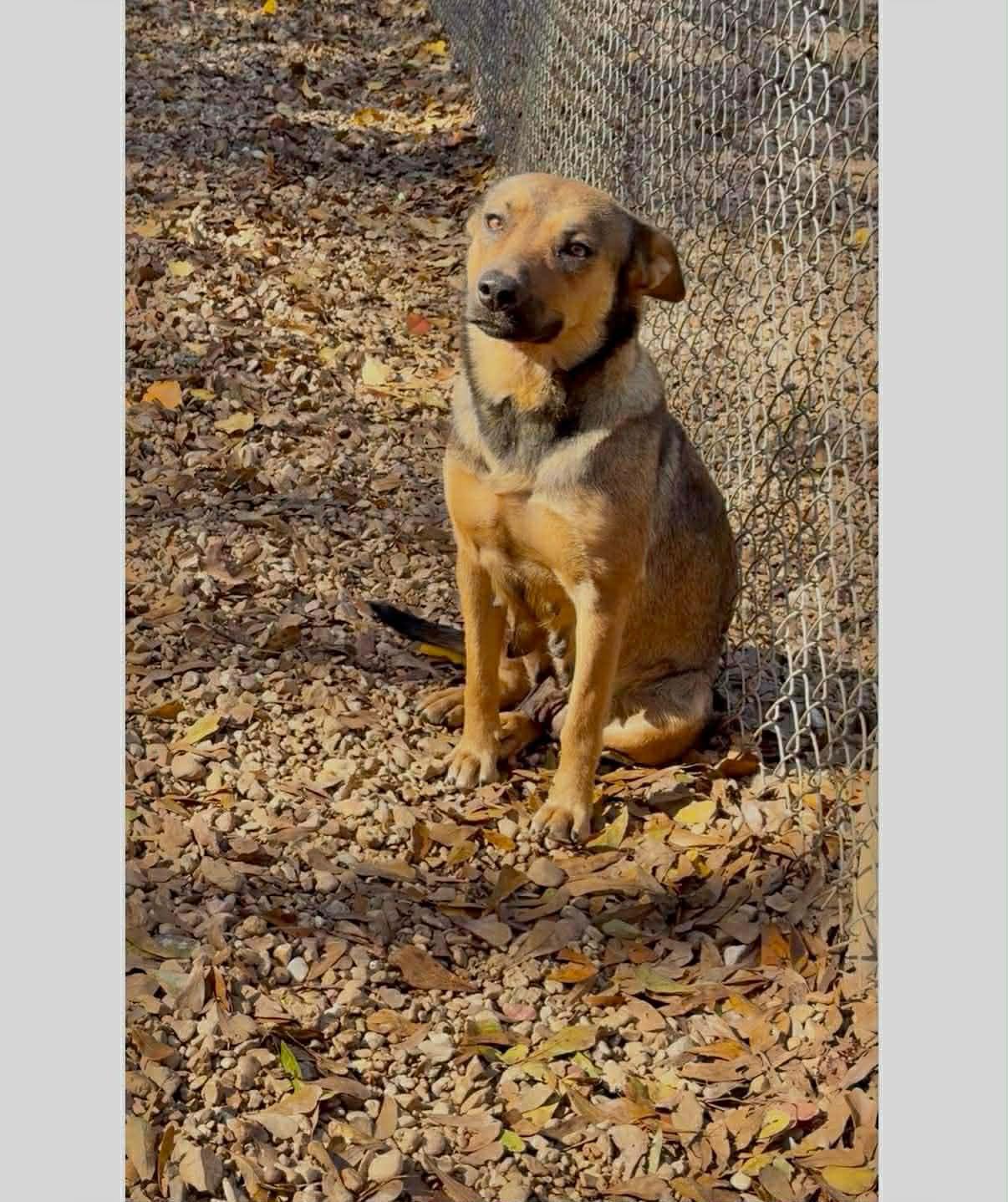 Enlarge Sophia, a ADOPTABLE mixed breed in Westport, MA image 2/2