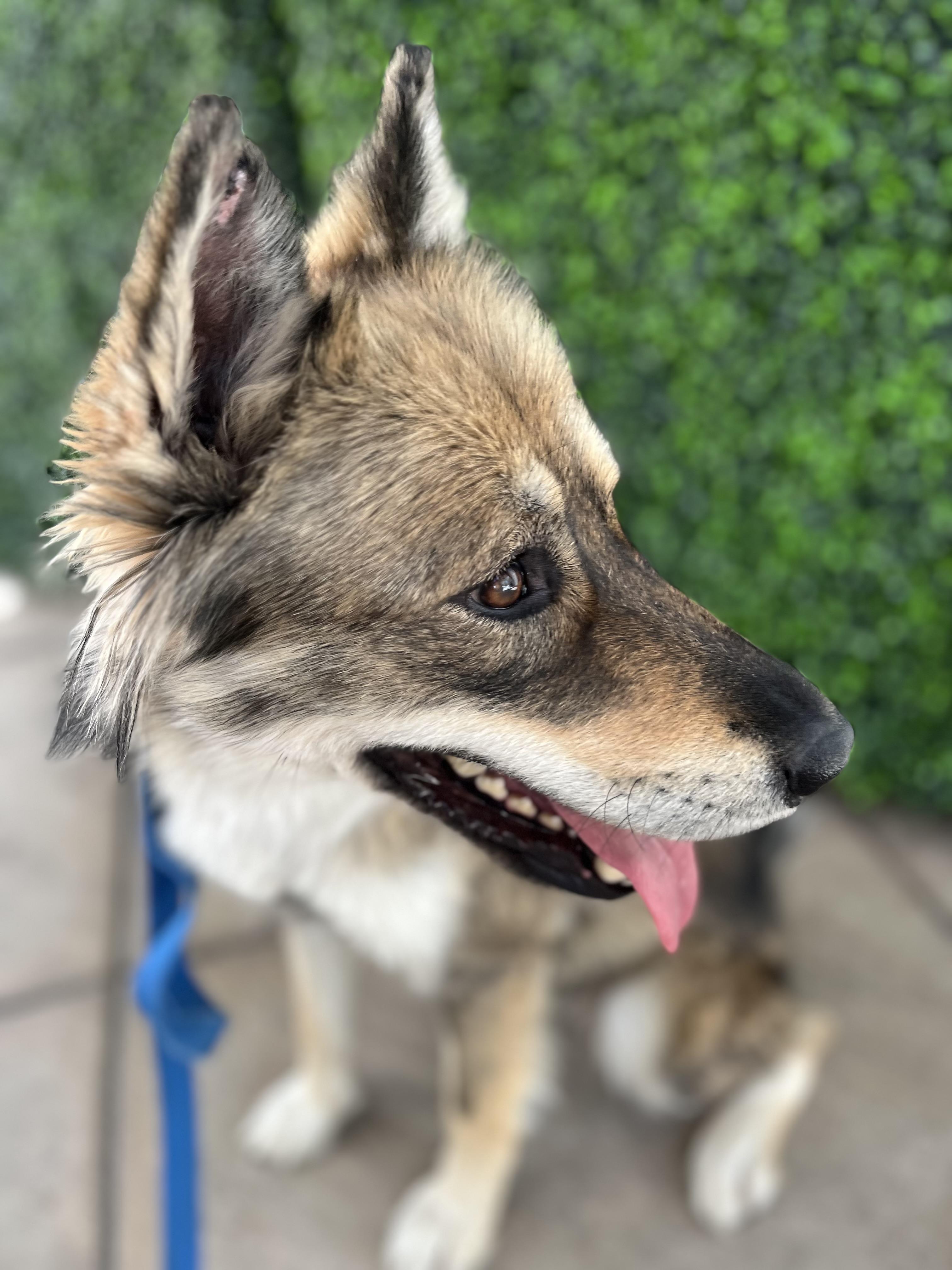 Enlarge Brooke, a Adoptable Mixed Breed in Bellflower, CA image 2/6