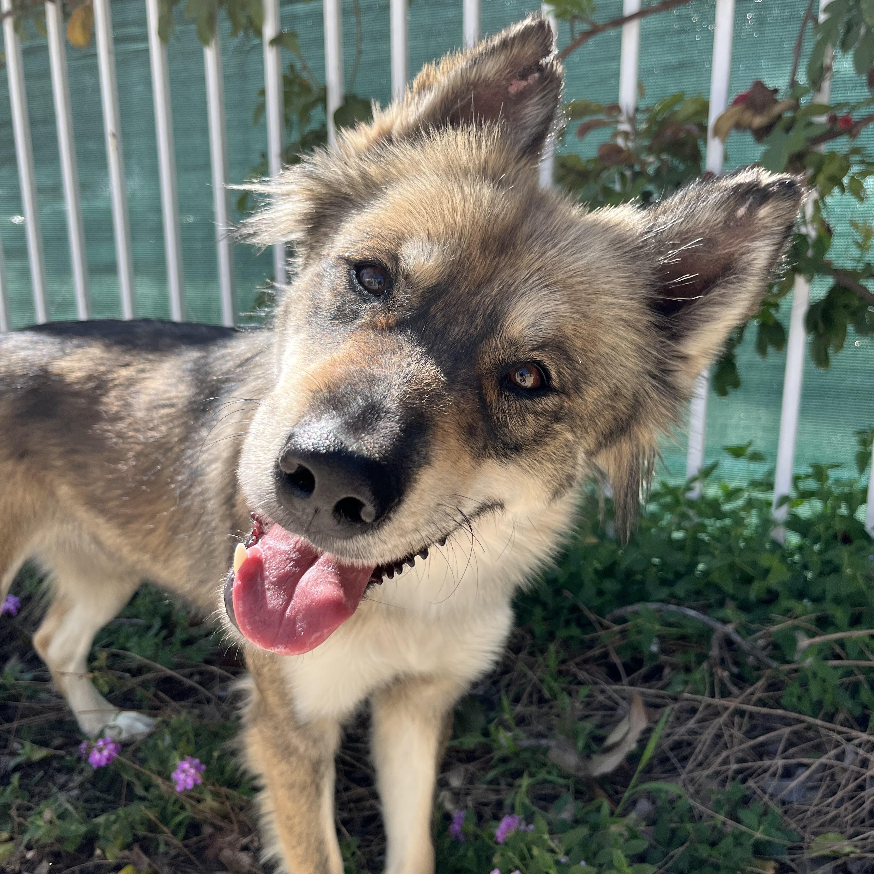 Enlarge Brooke, a Adoptable Mixed Breed in Bellflower, CA image 1/6