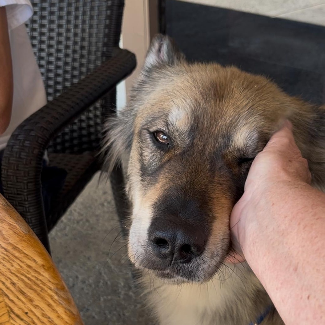 Enlarge Brooke, a Adoptable Mixed Breed in Bellflower, CA image 5/6