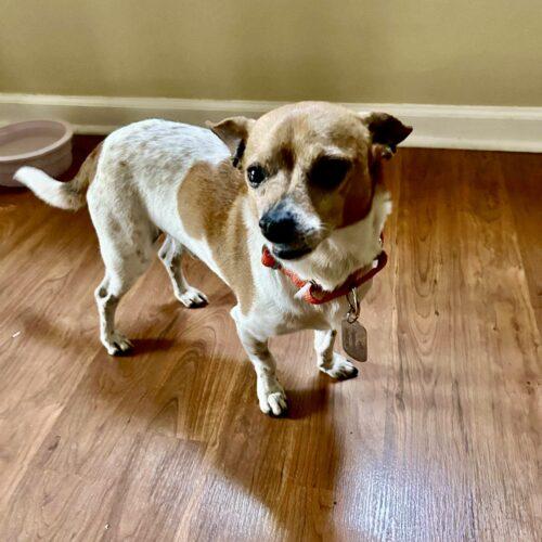 Alex, Adoptable, Young Male Chihuahua.