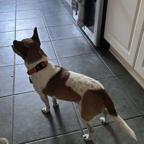 Enlarge Alex, a Adoptable Chihuahua in Wilmington, NC image 2/5