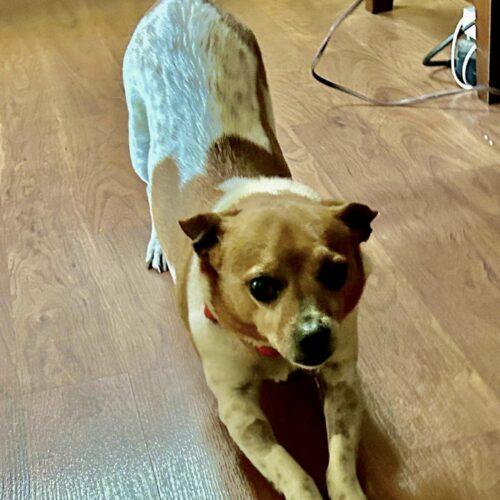 Enlarge Alex, a Adoptable Chihuahua in Wilmington, NC image 4/5