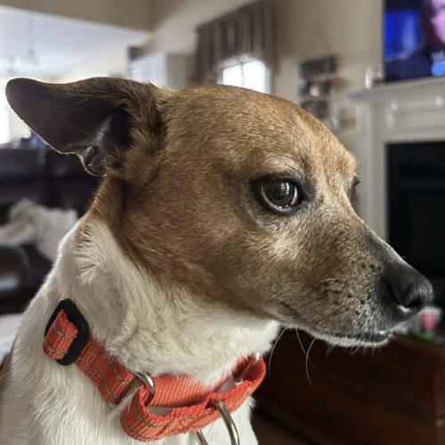 Enlarge Alex, a Adoptable Chihuahua in Wilmington, NC image 5/5