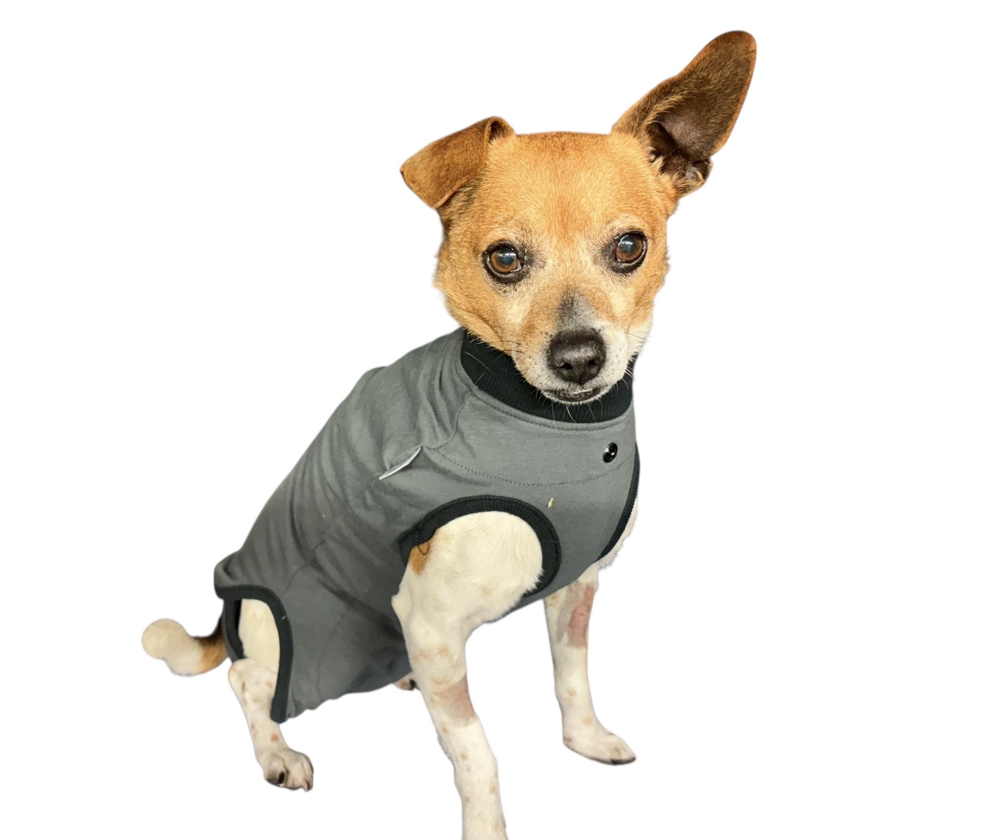 Alex, a Adoptable Chihuahua in Wilmington, NC image 5/5