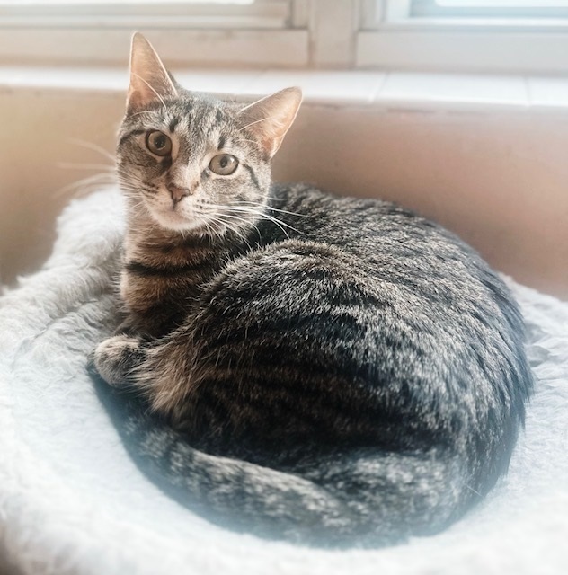 Pickle Juice, a Adoptable Tabby in Philadelphia, PA image 2/6