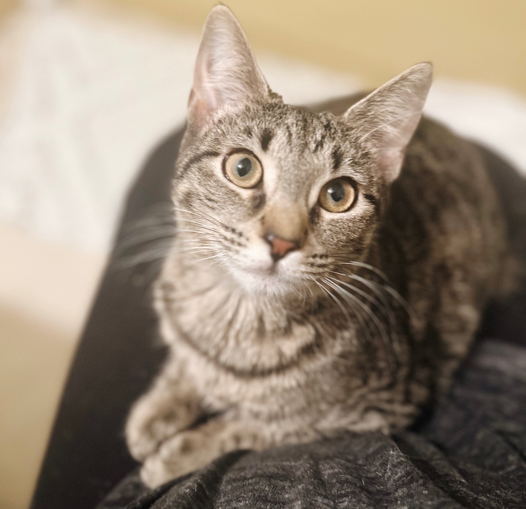 Pickle Juice, a Adoptable Tabby in Philadelphia, PA image 4/6
