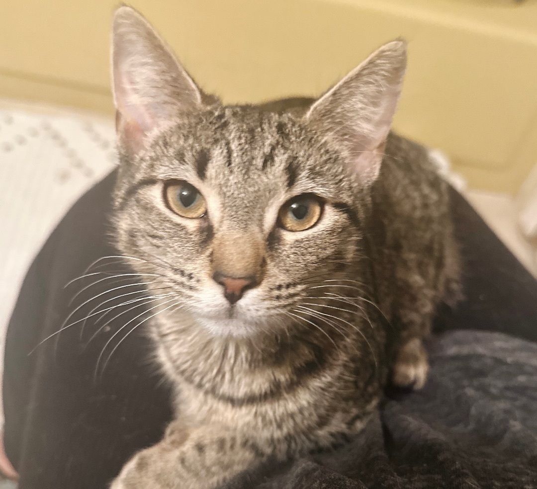 Pickle Juice, a Adoptable Tabby in Philadelphia, PA image 5/6
