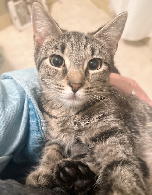 Pickle Juice, a Adoptable Tabby in Philadelphia, PA image 3/6