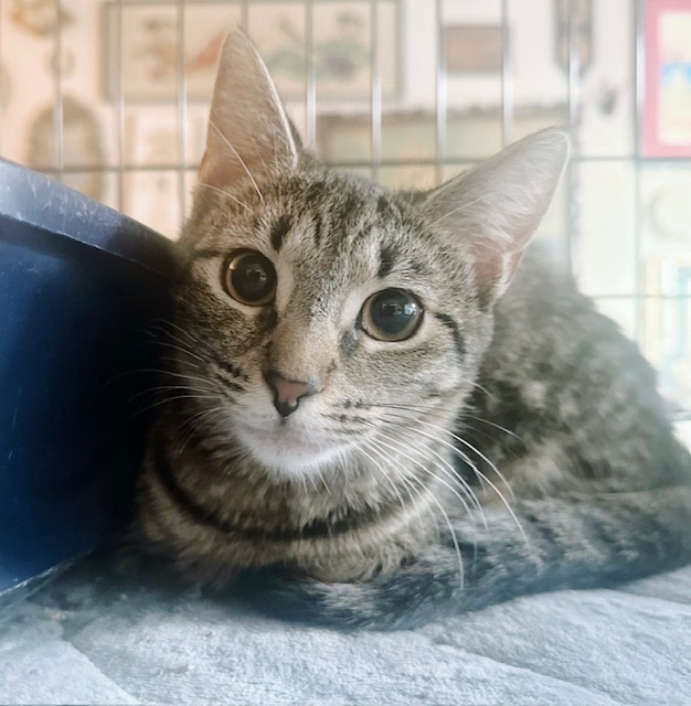 Pickle Juice, a Adoptable Tabby in Philadelphia, PA image 6/6