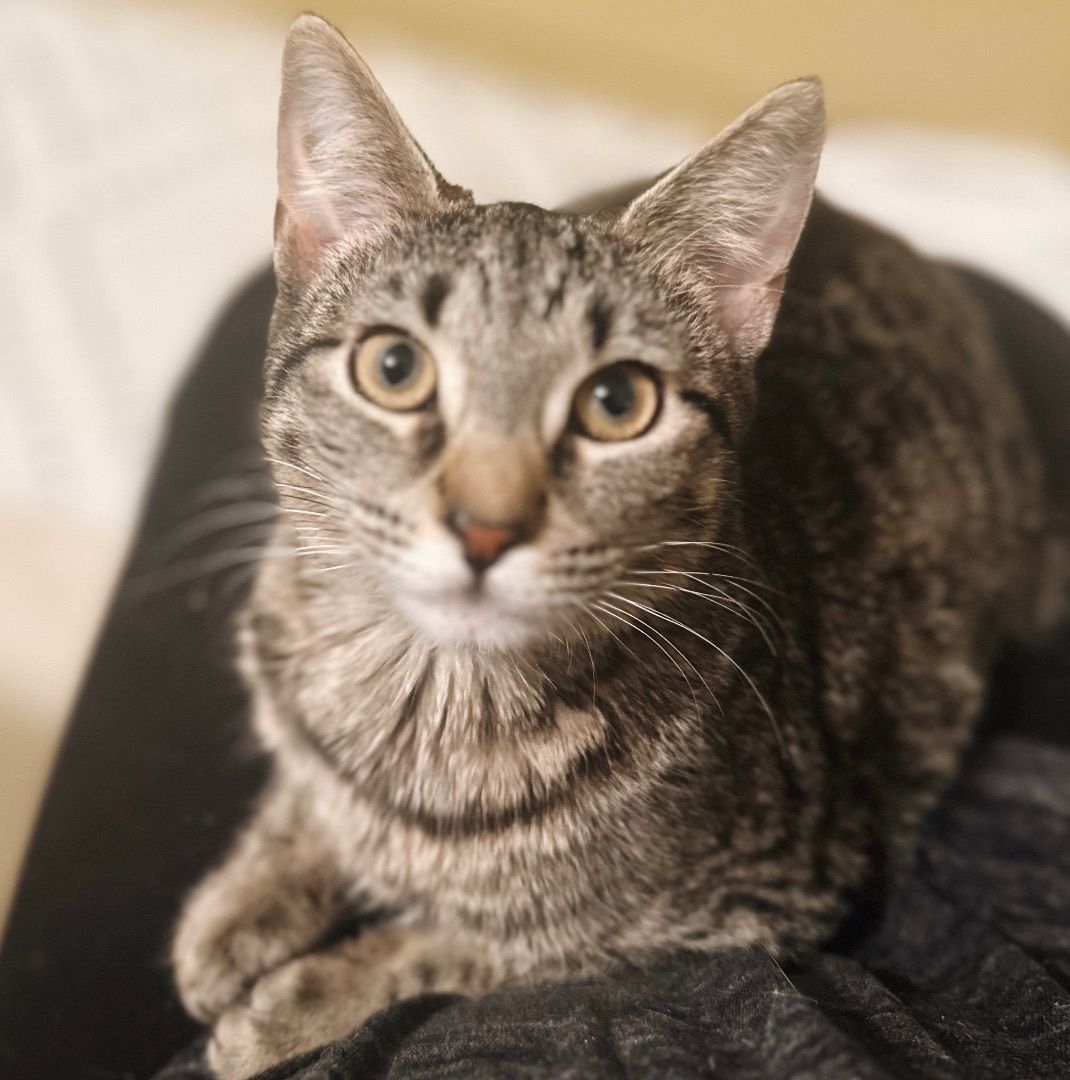 Pickle Juice, Adoptable, Young Female Tabby.
