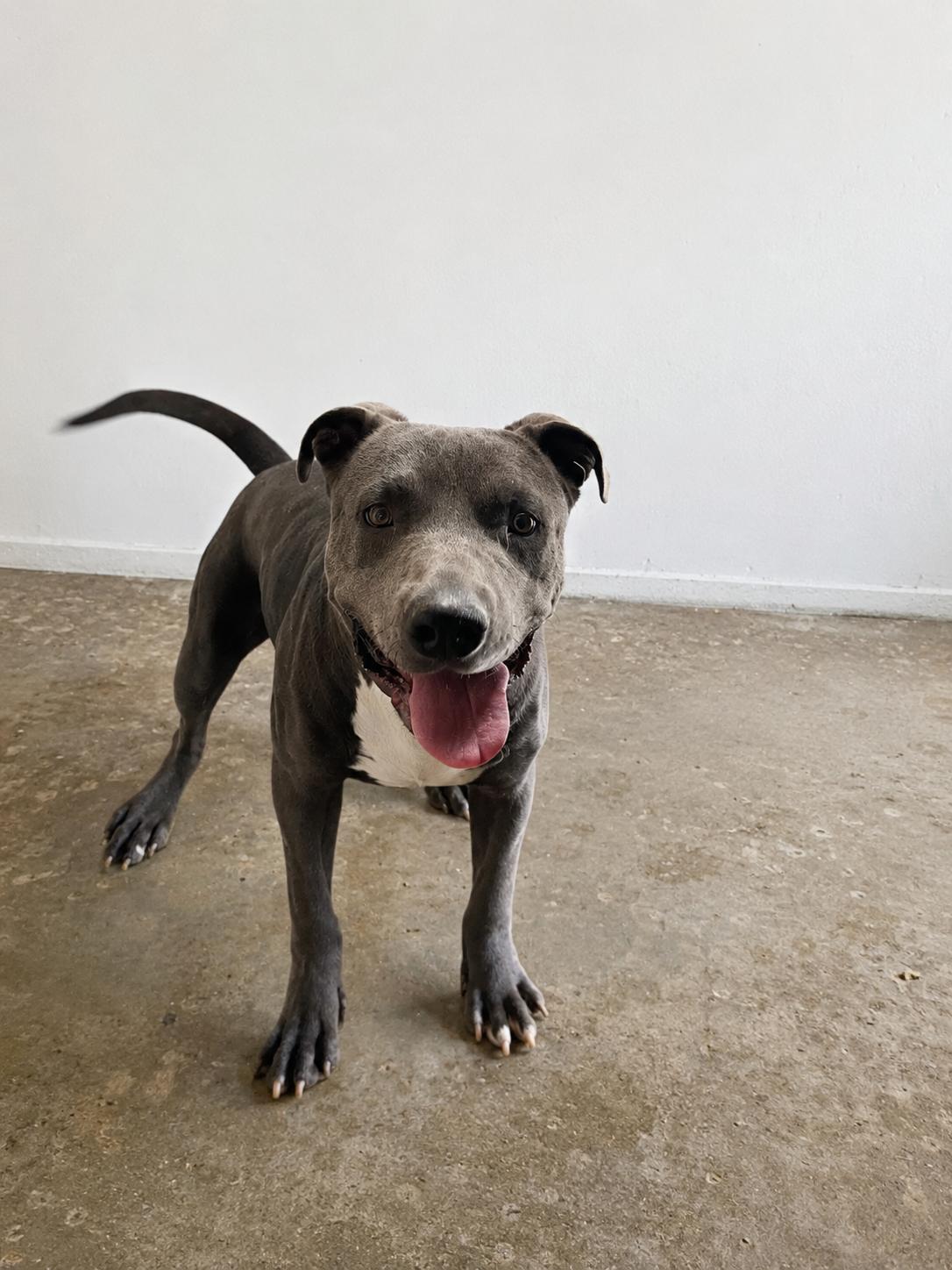 Monti, ADOPTABLE, Young Male Pit Bull Terrier.