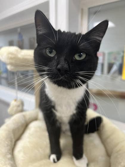 Penelope, Adult Female Domestic Short Hair