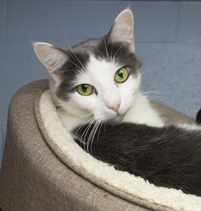Donnie, a Adoptable Domestic Short Hair in Colonia, NJ image 1/12