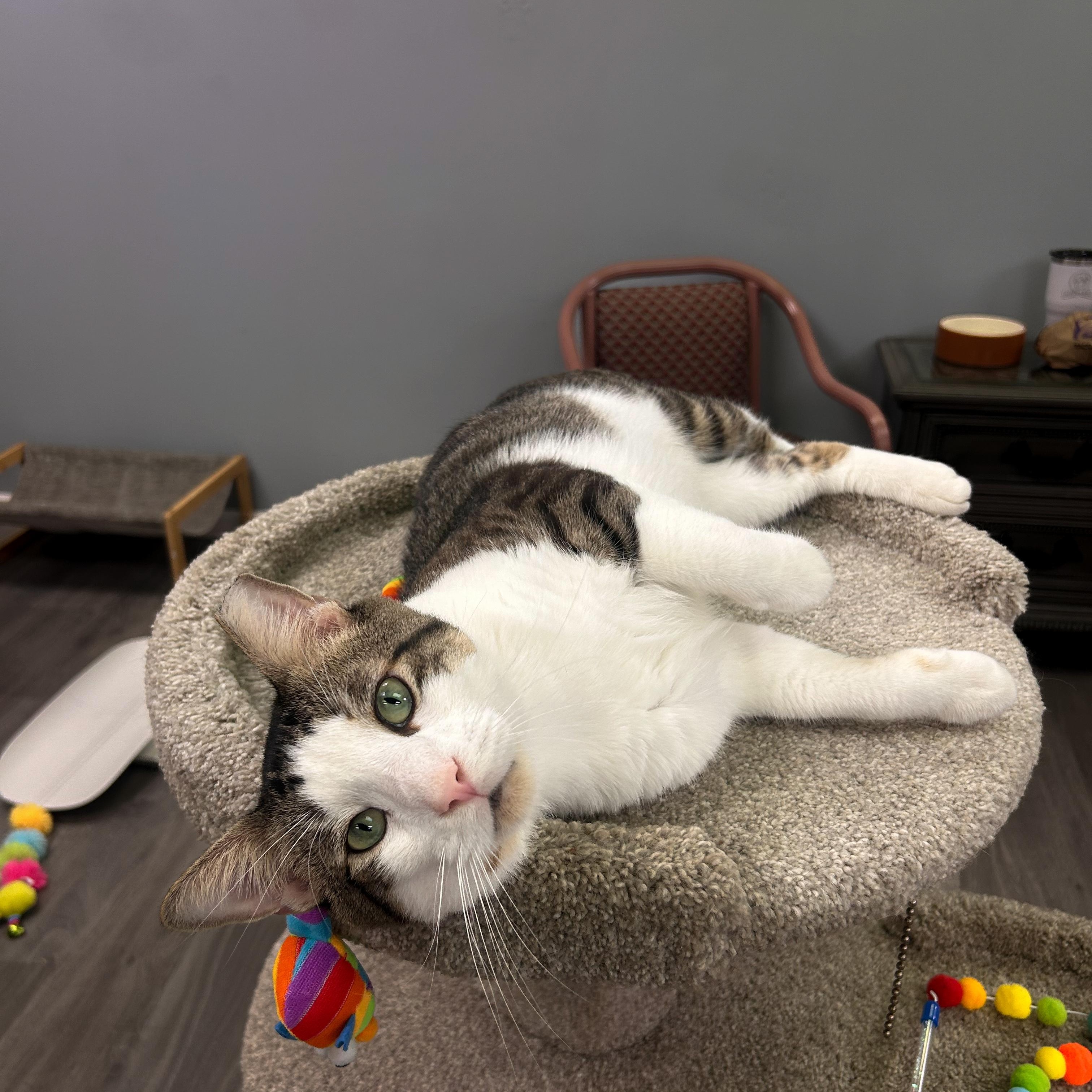 Big Head Todd, adoptable, Adult Male Domestic Short Hair.