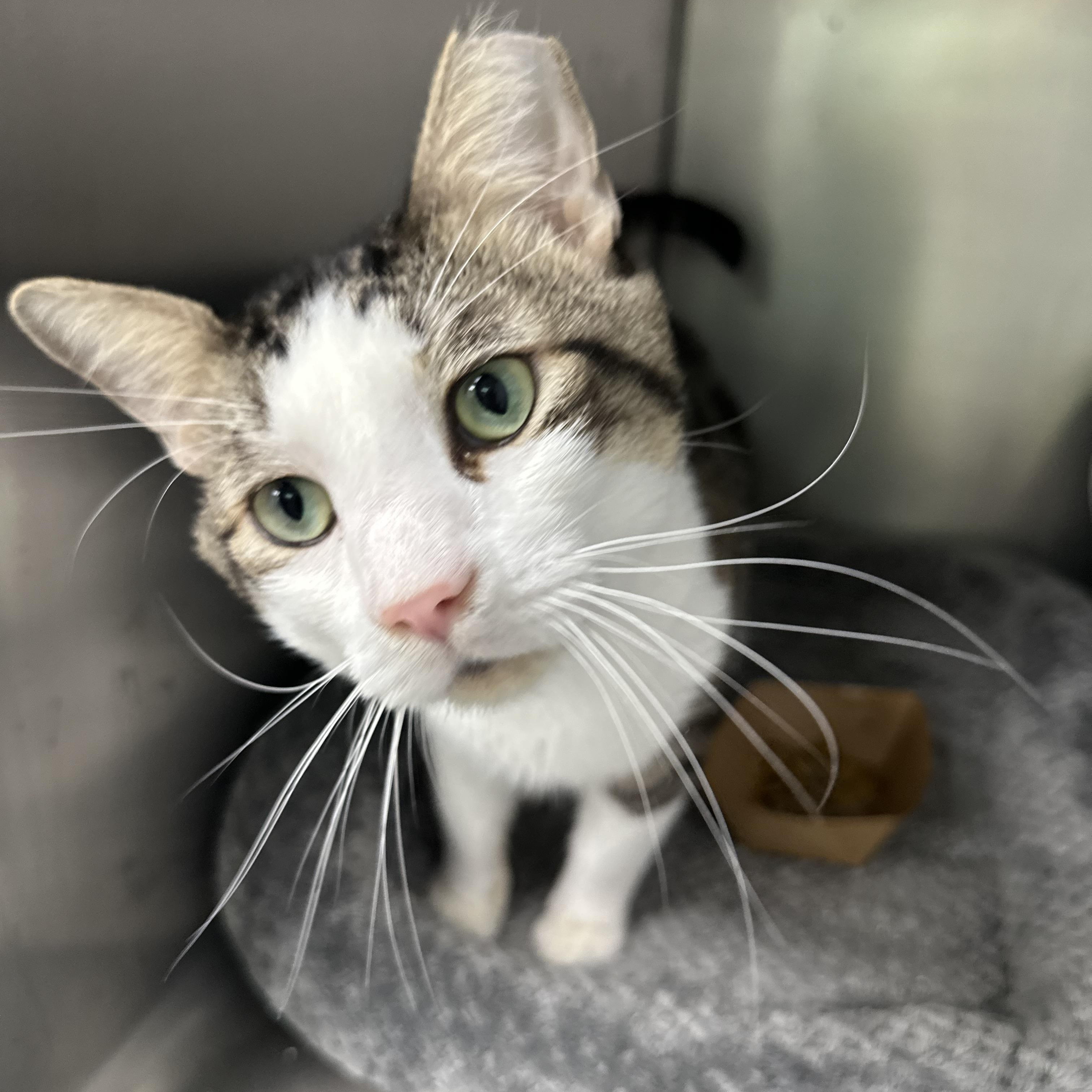 Enlarge Big Head Todd, an adoptable Domestic Short Hair in Blaine , MN image 2/6