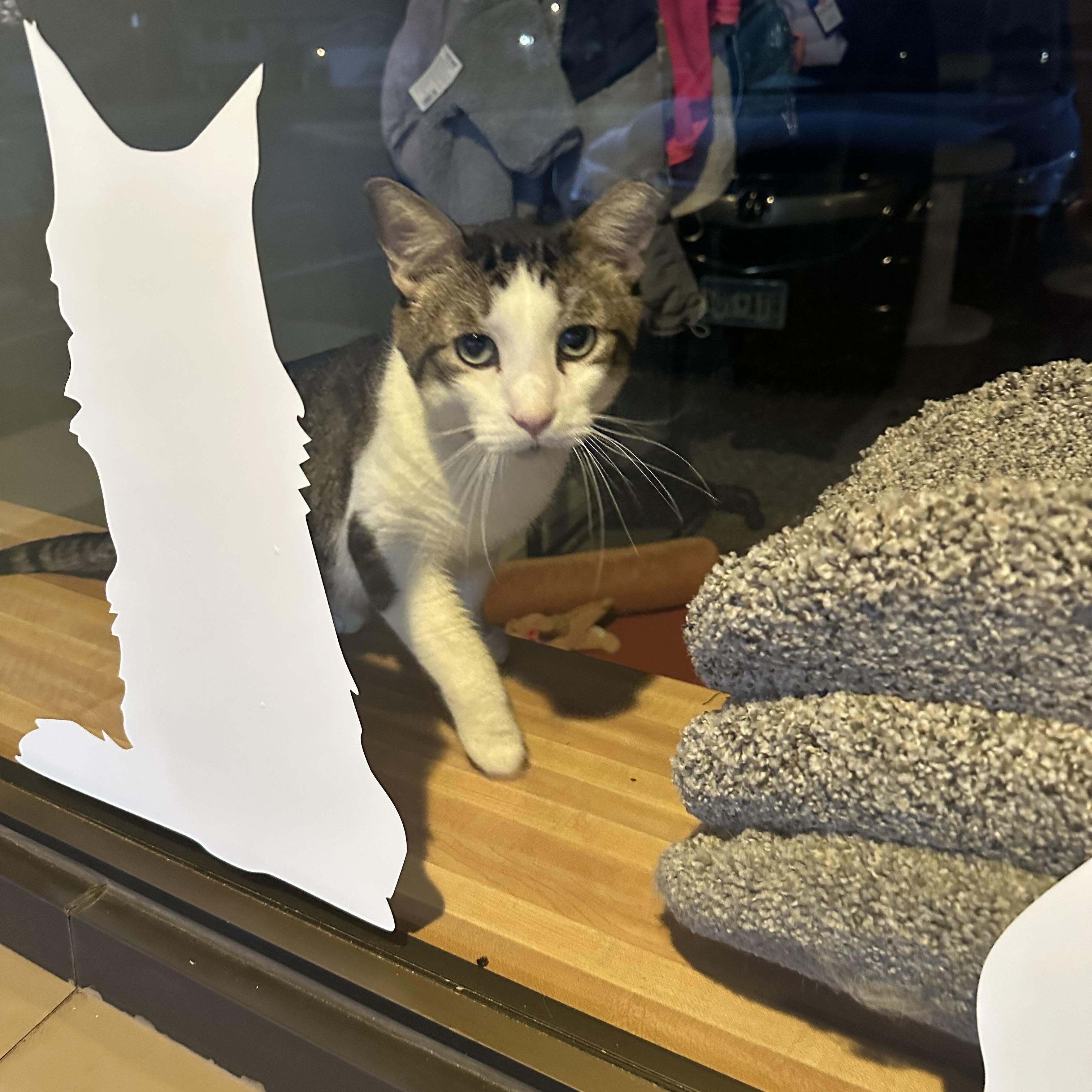 Enlarge Big Head Todd, an adoptable Domestic Short Hair in Blaine , MN image 3/6