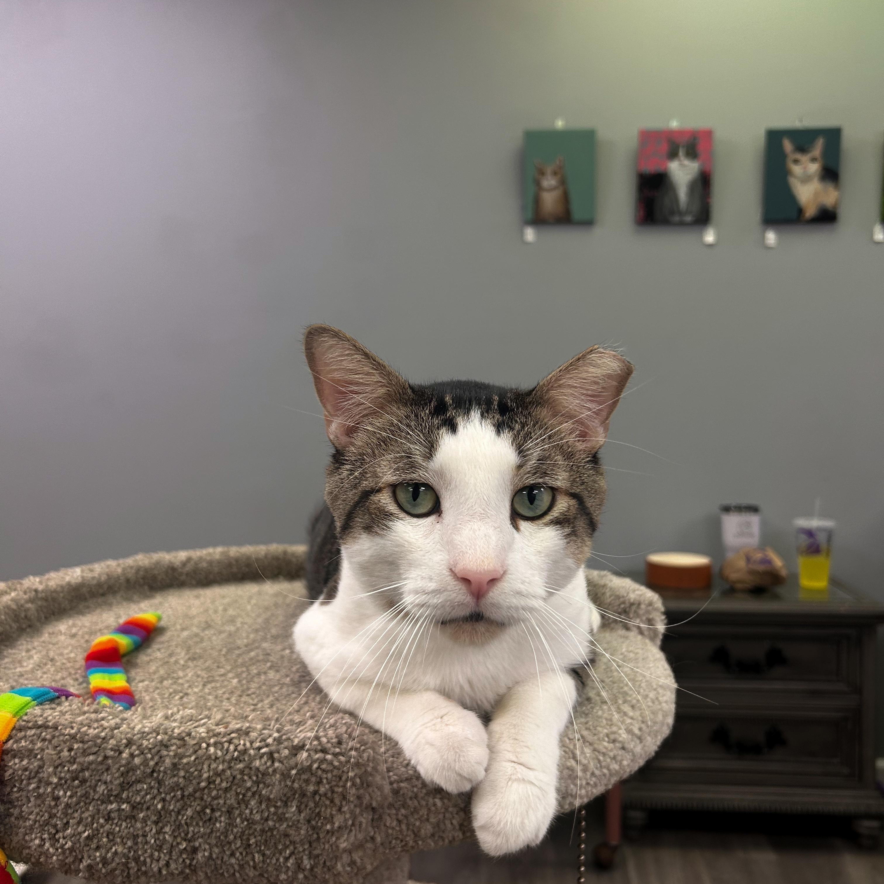 Enlarge Big Head Todd, an adoptable Domestic Short Hair in Blaine , MN image 4/6