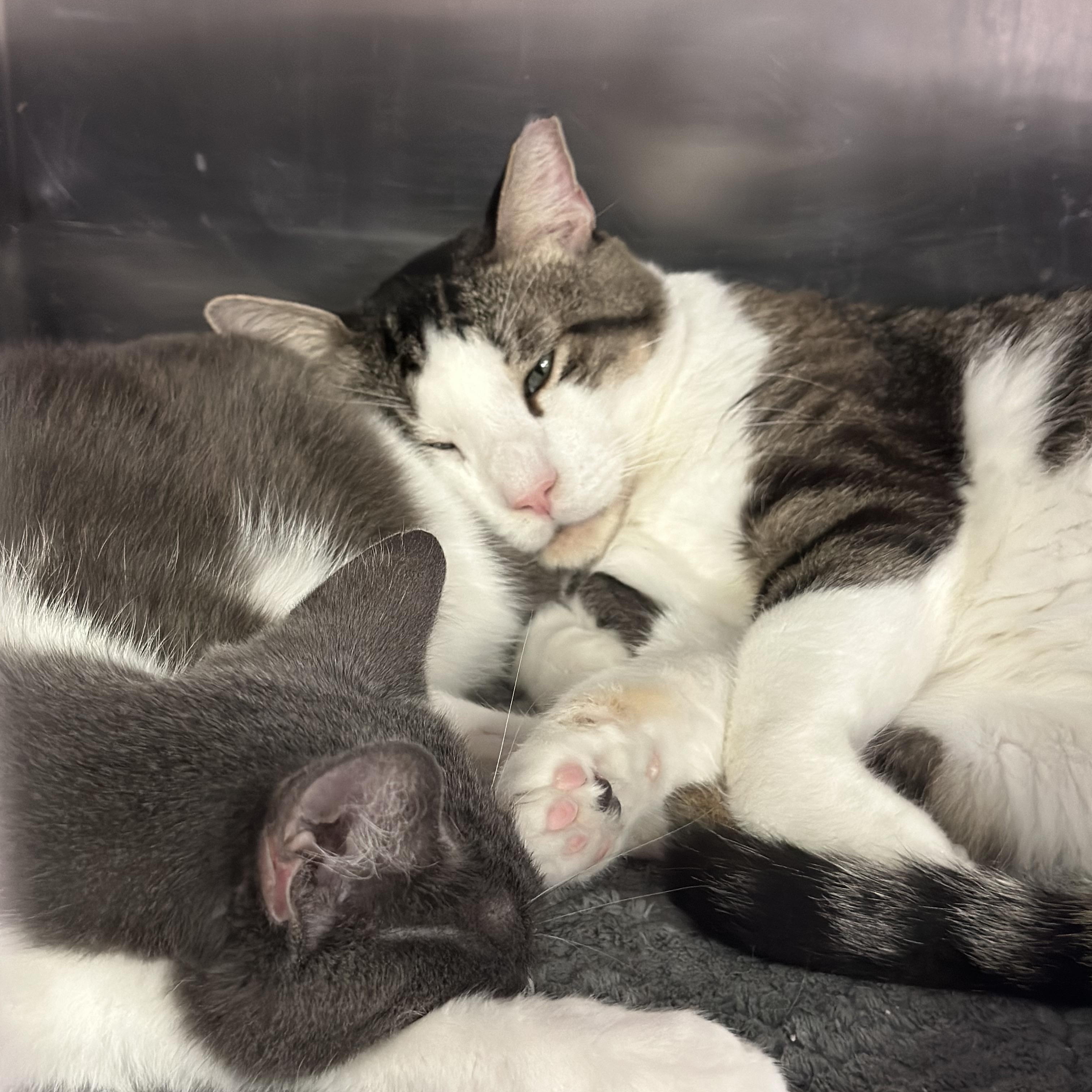 Enlarge Big Head Todd, an adoptable Domestic Short Hair in Blaine , MN image 5/6